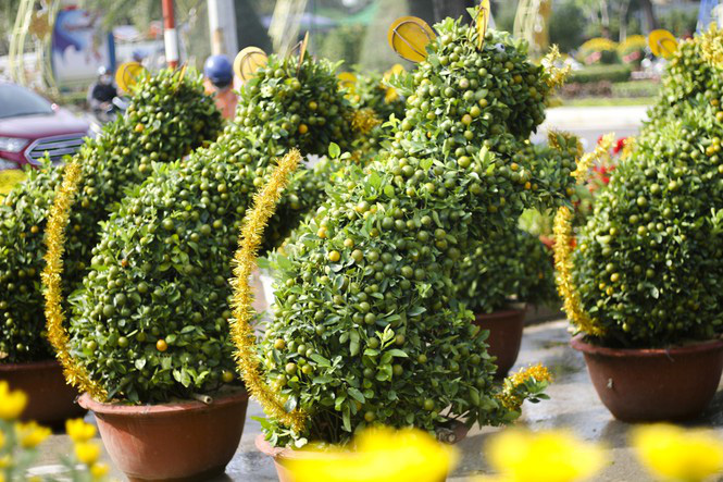Quất bonsai tạo hình chuột khuấy động chợ hoa Tết - Ảnh 2. Quất bonsai tạo hình chuột khuấy động chợ hoa Tết - Ảnh 2.