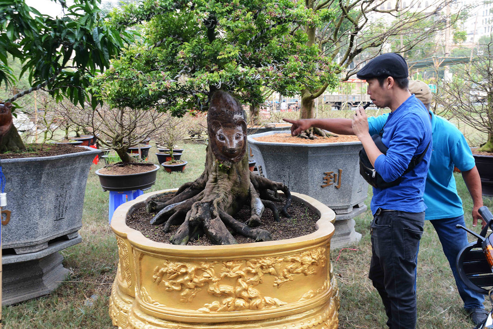 Khế, lê ki ma 'mọc' thêm đầu chuột: Chủ rao bán hơn nửa tỉ để chưng Tết - Ảnh 2.