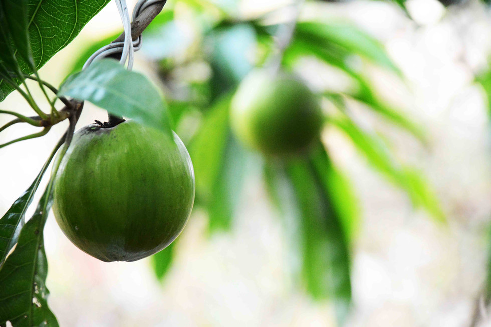 Khế, lê ki ma 'mọc' thêm đầu chuột: Chủ rao bán hơn nửa tỉ để chưng Tết - Ảnh 13.