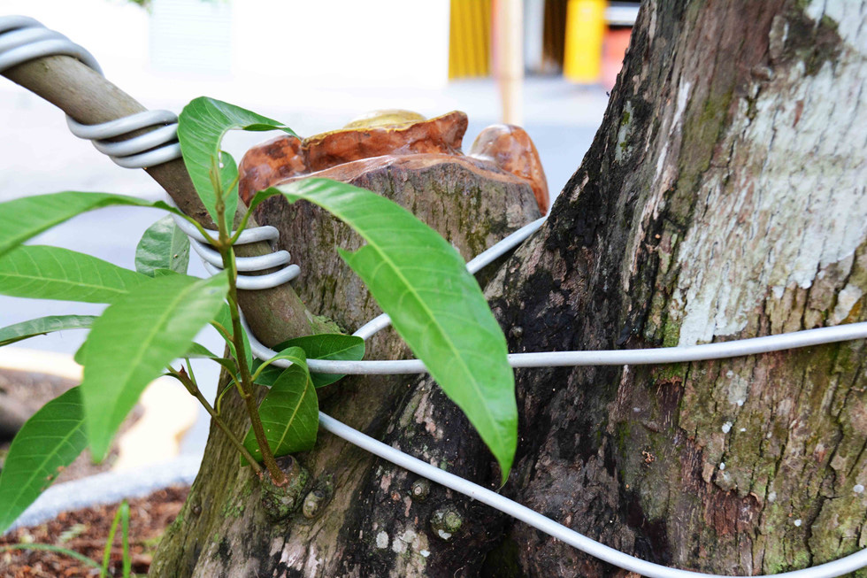 Khế, lê ki ma 'mọc' thêm đầu chuột: Chủ rao bán hơn nửa tỉ để chưng Tết - Ảnh 12.