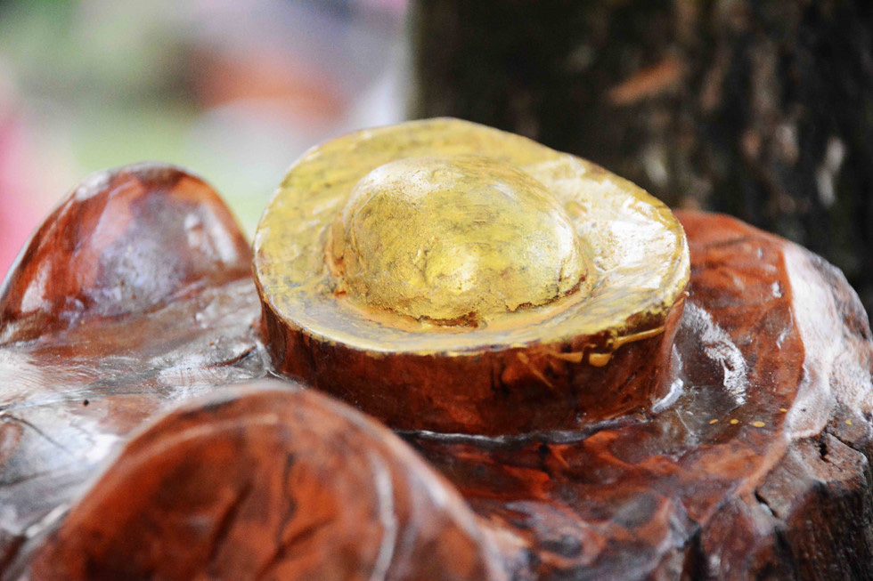 Khế, lê ki ma 'mọc' thêm đầu chuột: Chủ rao bán hơn nửa tỉ để chưng Tết - Ảnh 11.