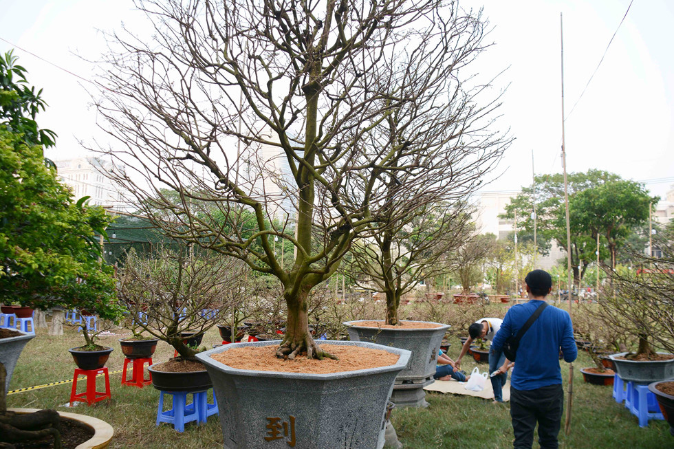 Khế, lê ki ma 'mọc' thêm đầu chuột: Chủ rao bán hơn nửa tỉ để chưng Tết - Ảnh 16.