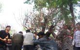 23 tháng Chạp, nhiều chợ hoa Tết ở Sài Gòn cùng mở cửa, đào Nhật Tân giá chục triệu được khách miền Nam mua sớm