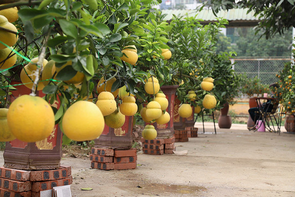 Vườn 'hồ lô' bên sông Hồng, Tết đến vợ chồng bận bịu thu tiền triệu - Ảnh 1. Vườn 'hồ lô' bên sông Hồng, Tết đến vợ chồng bận bịu thu tiền triệu - Ảnh 1.