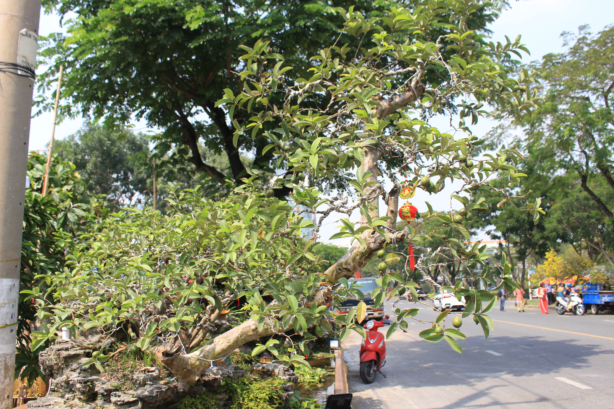 Gốc ổi 'qua cầu' lúc lỉu trái, giá bạc tỉ nằm dài chờ đại gia mua chơi Tết ở Sài Gòn - Ảnh 6.