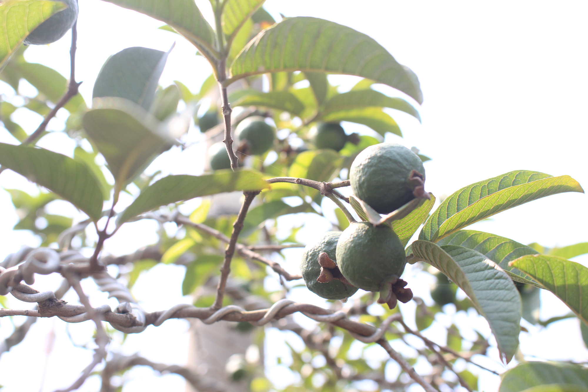 Gốc ổi 'qua cầu' lúc lỉu trái, giá bạc tỉ nằm dài chờ đại gia mua chơi Tết ở Sài Gòn - Ảnh 7.