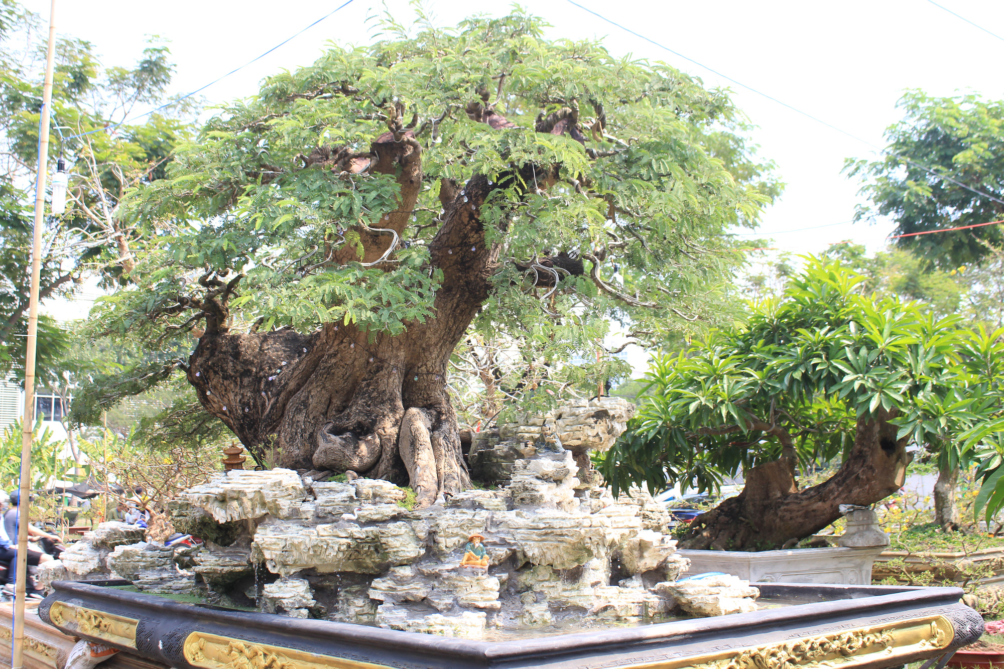 Hết ngược xuôi mang lên lại mang về, cây bạc tỉ vắng bóng tại chợ hoa Tết Sài Gòn - Ảnh 8. Hết ngược xuôi mang lên lại mang về, cây bạc tỉ vắng bóng tại chợ hoa Tết Sài Gòn - Ảnh 8.