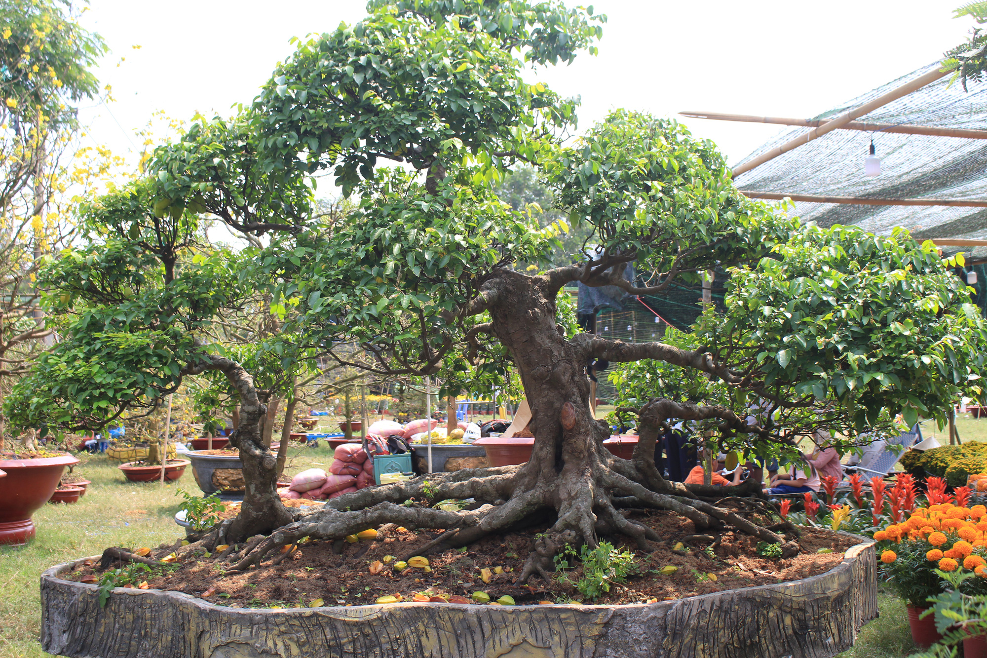 Hết ngược xuôi mang lên lại mang về, cây bạc tỉ vắng bóng tại chợ hoa Tết Sài Gòn - Ảnh 13. Hết ngược xuôi mang lên lại mang về, cây bạc tỉ vắng bóng tại chợ hoa Tết Sài Gòn - Ảnh 13.