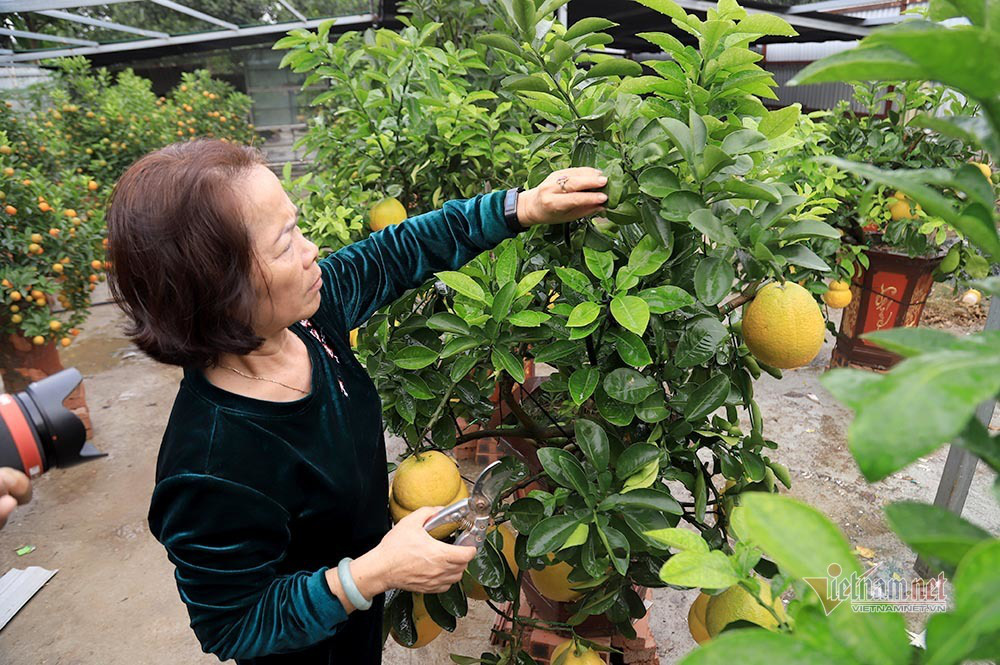 Vườn 'hồ lô' bên sông Hồng, Tết đến vợ chồng bận bịu thu tiền triệu - Ảnh 2. Vườn 'hồ lô' bên sông Hồng, Tết đến vợ chồng bận bịu thu tiền triệu - Ảnh 2.