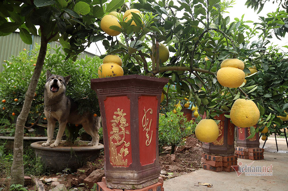 Vườn 'hồ lô' bên sông Hồng, Tết đến vợ chồng bận bịu thu tiền triệu - Ảnh 8. Vườn 'hồ lô' bên sông Hồng, Tết đến vợ chồng bận bịu thu tiền triệu - Ảnh 8.