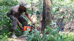 Bồi thường gần 900 tỉ cho công ty cao su để xây sân bay Long Thành
