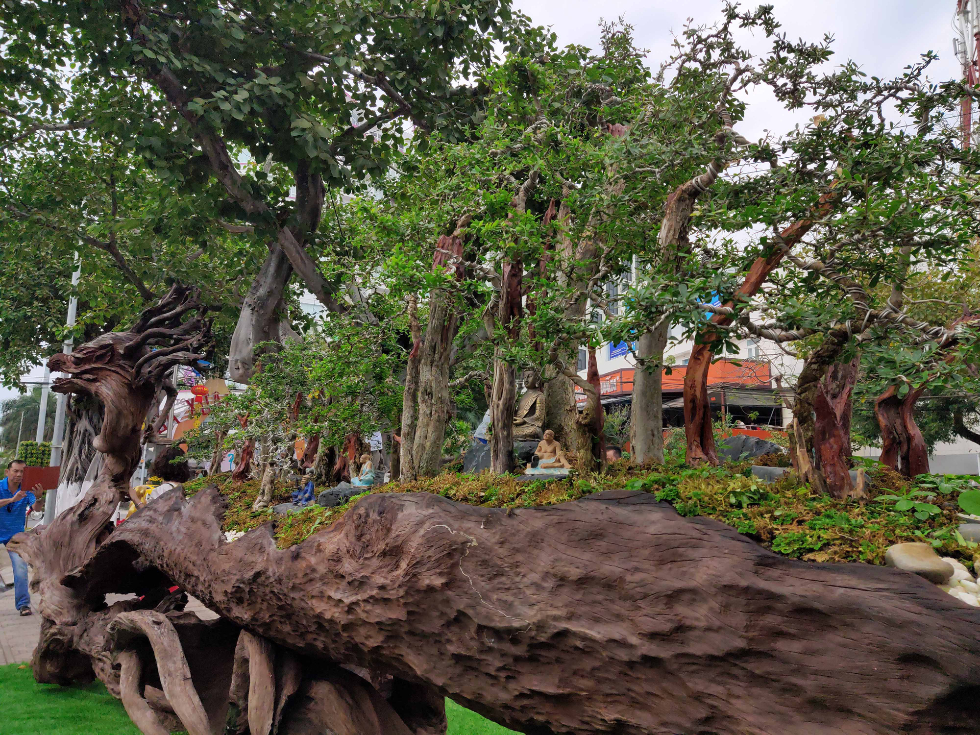 Nha Trang: Bonsai trên gỗ lũa giá trăm triệu xuống phố - Ảnh 12.