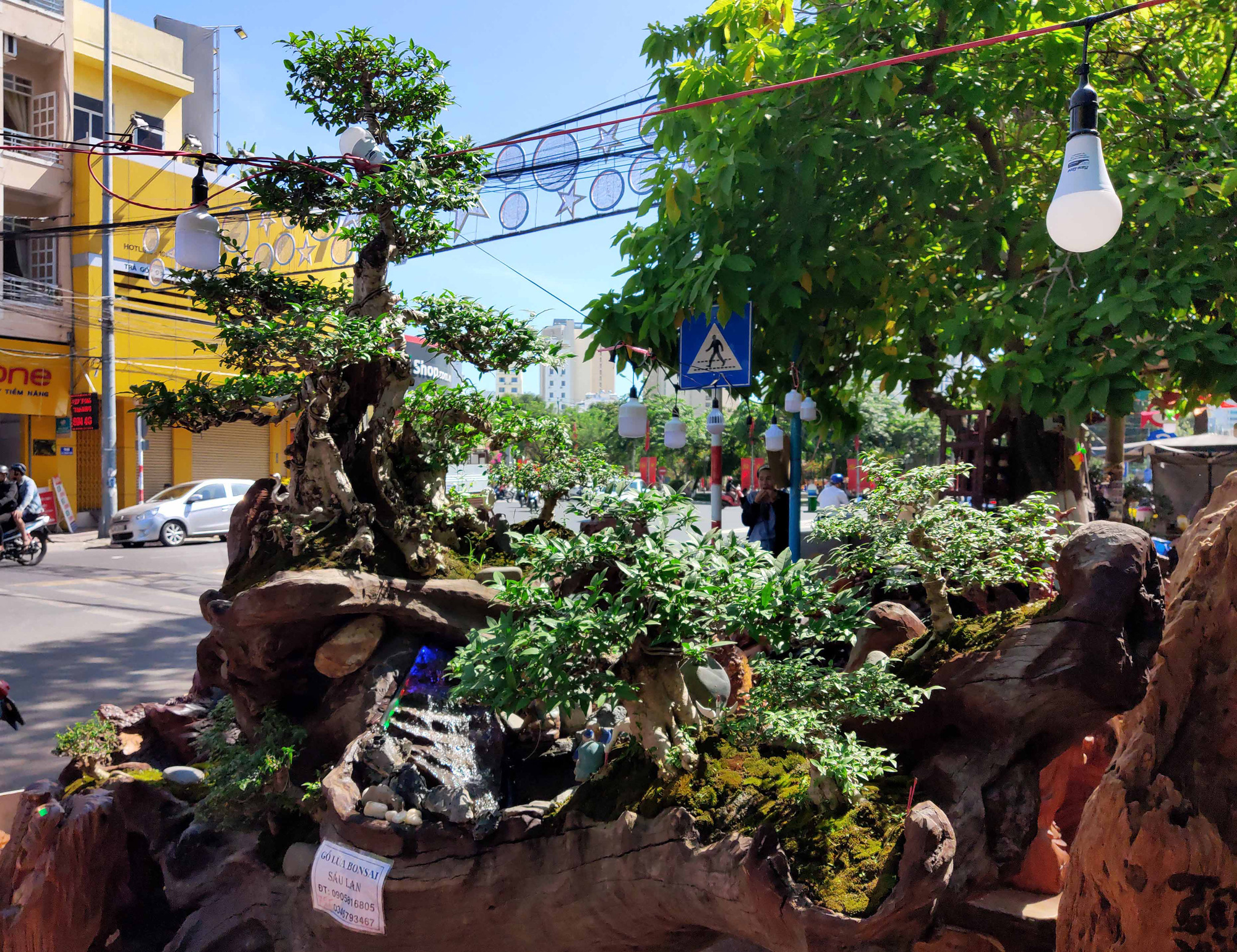Nha Trang: Bonsai trên gỗ lũa giá trăm triệu xuống phố - Ảnh 3.