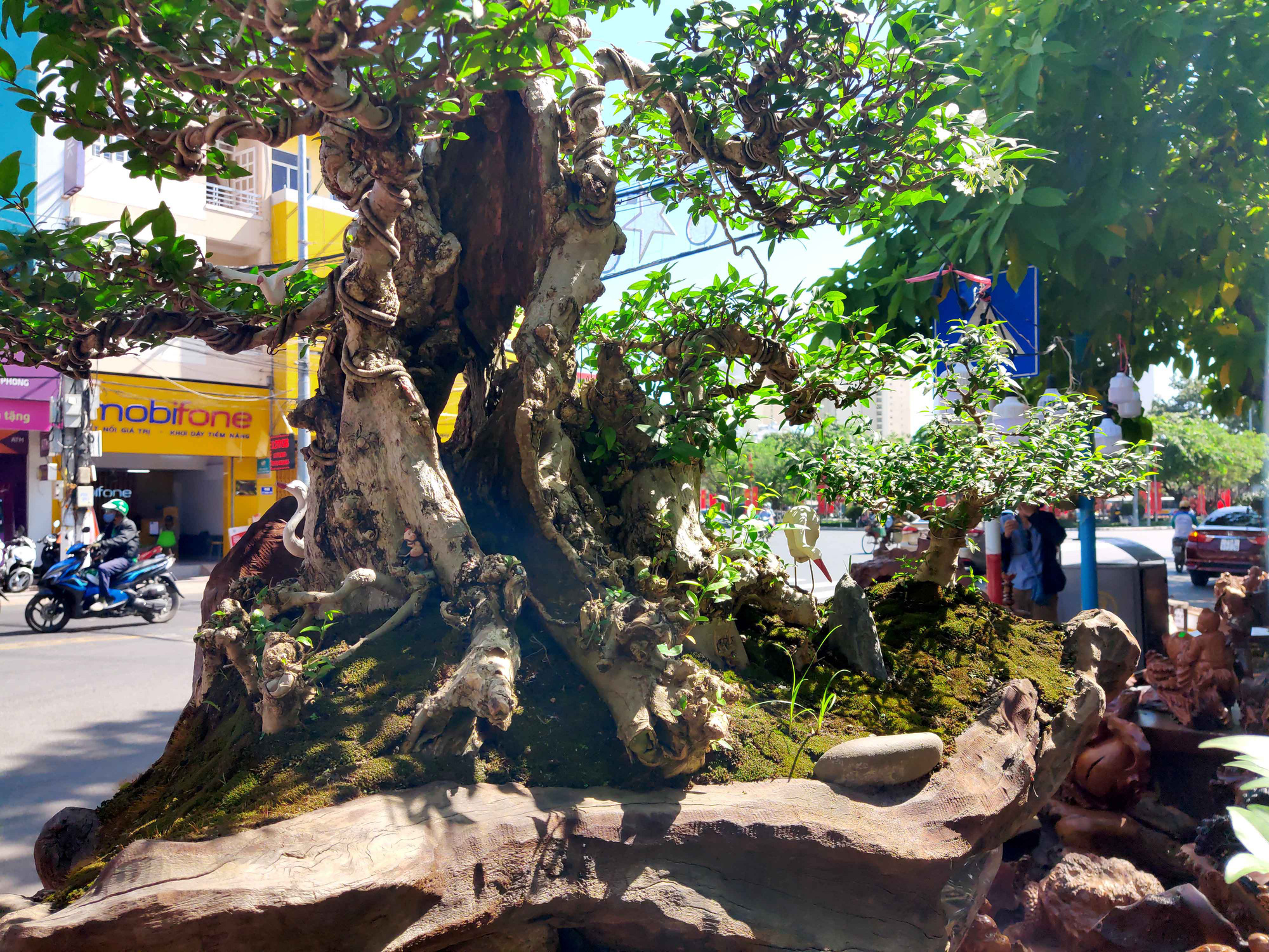 Nha Trang: Bonsai trên gỗ lũa giá trăm triệu xuống phố - Ảnh 4.
