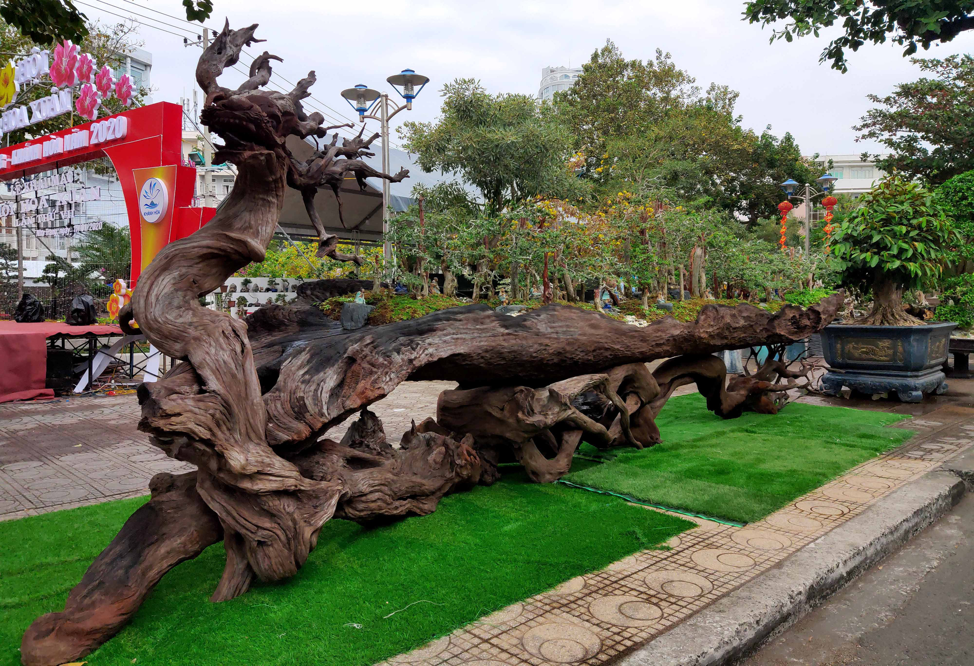 Nha Trang: Bonsai trên gỗ lũa giá trăm triệu xuống phố - Ảnh 10.