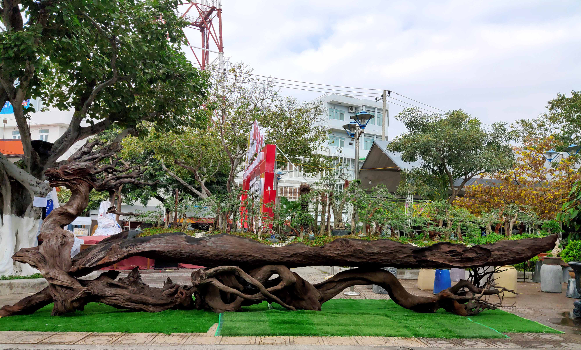 Nha Trang: Bonsai trên gỗ lũa giá trăm triệu xuống phố - Ảnh 11.