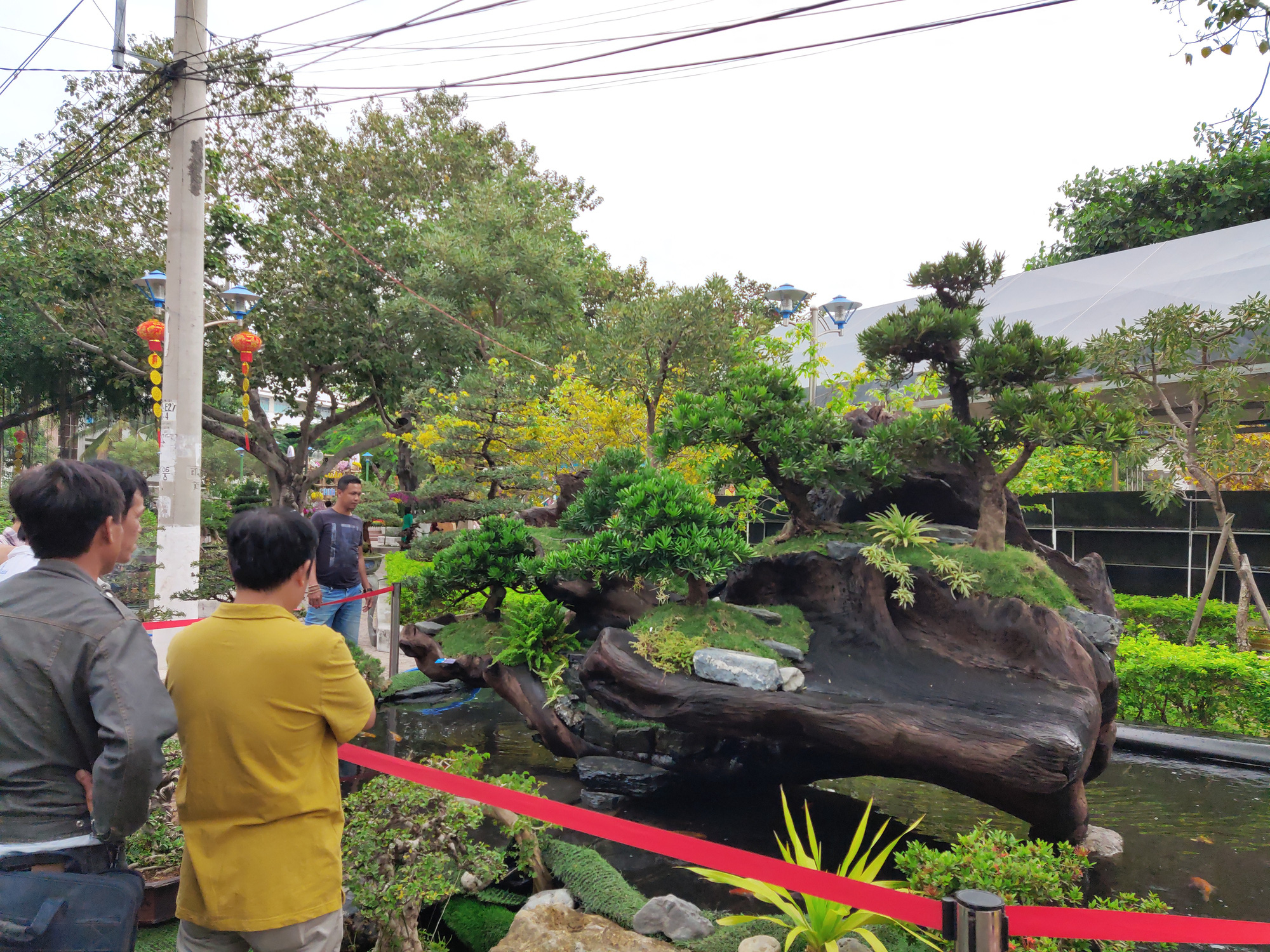 Nha Trang: Bonsai trên gỗ lũa giá trăm triệu xuống phố - Ảnh 9.