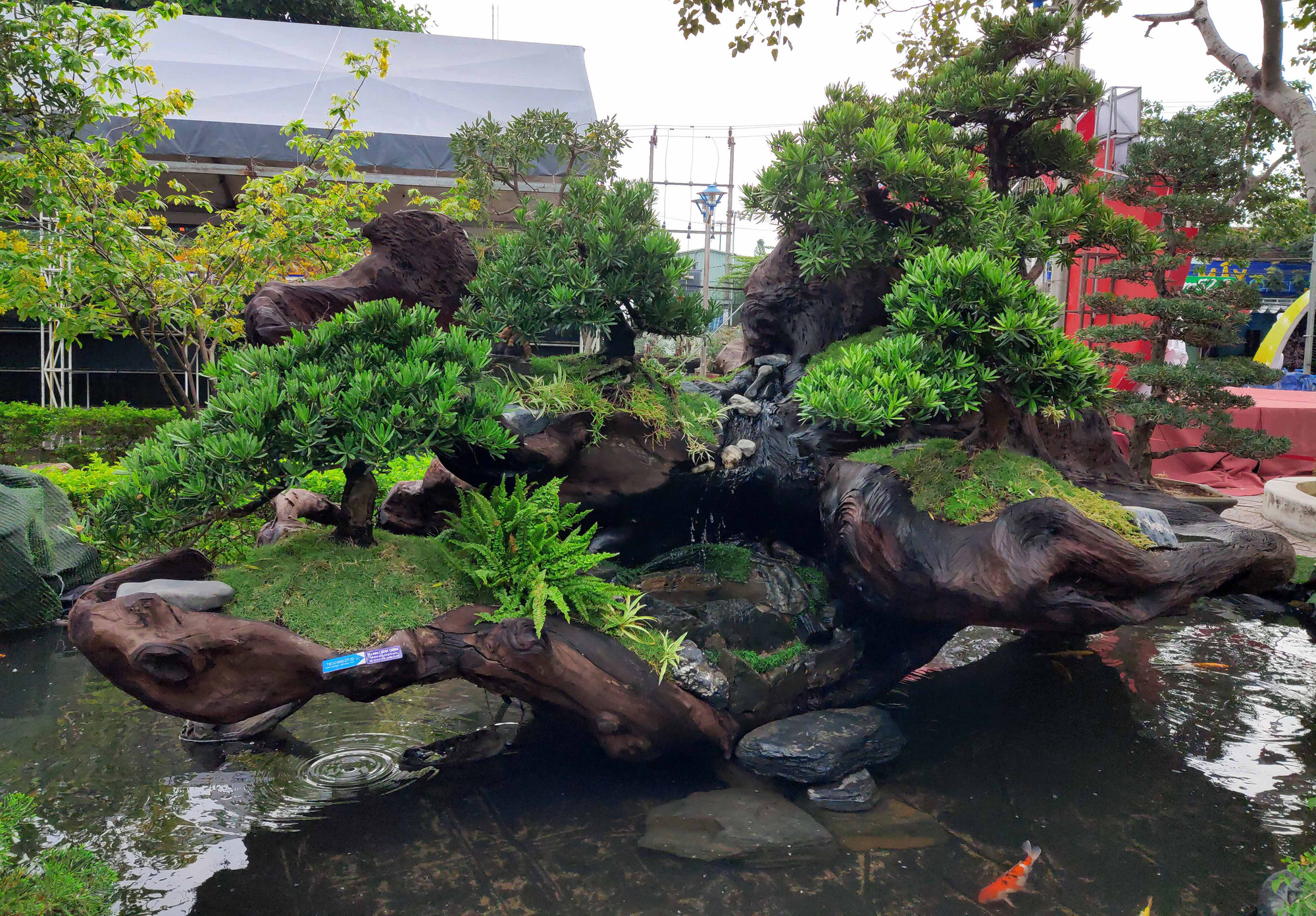 Nha Trang: Bonsai trên gỗ lũa giá trăm triệu xuống phố - Ảnh 8.