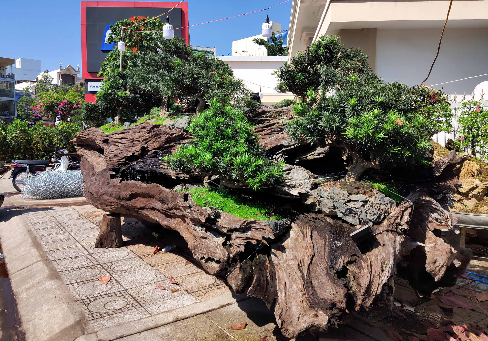 Nha Trang: Bonsai trên gỗ lũa giá trăm triệu xuống phố - Ảnh 6.