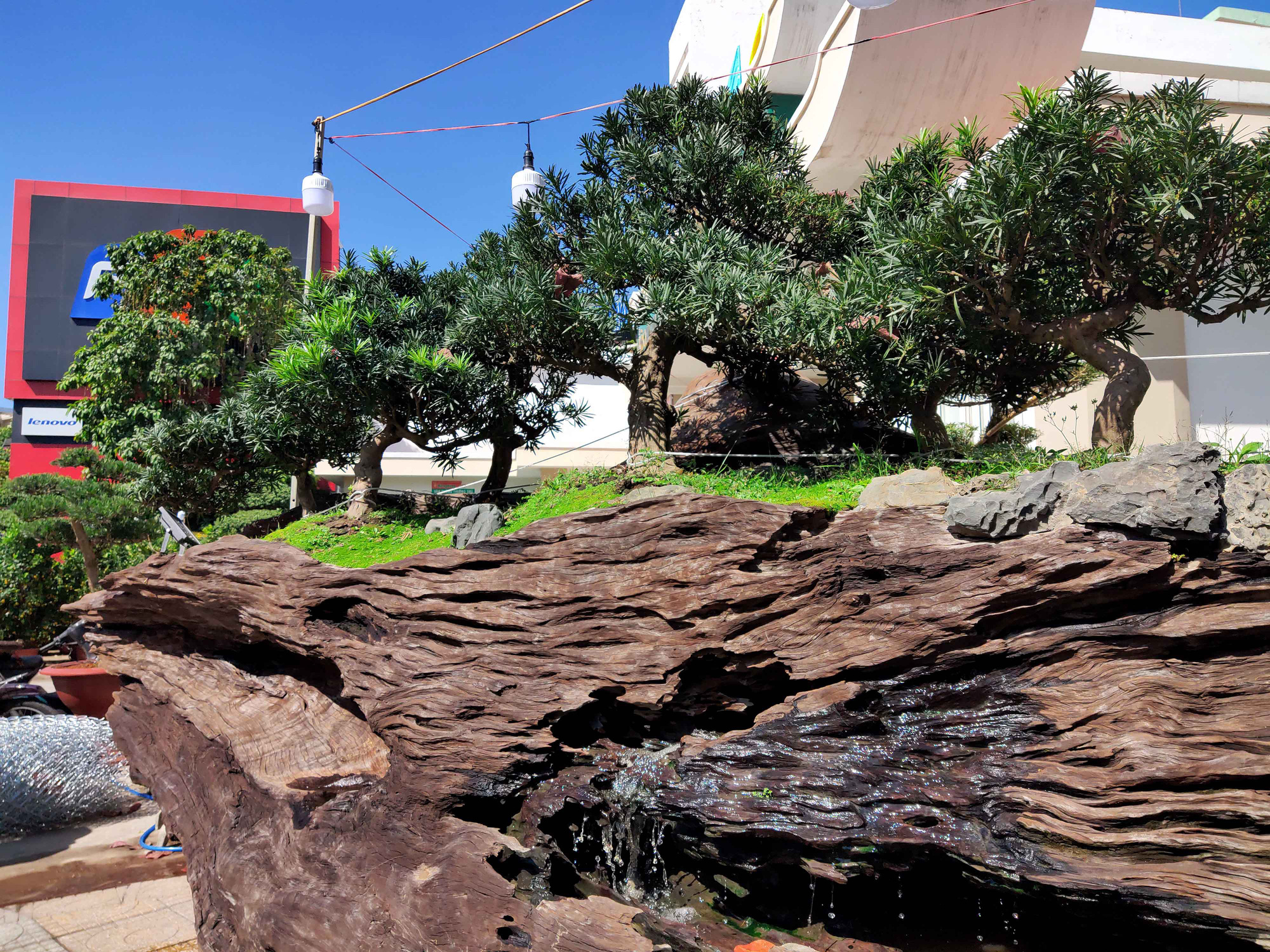 Nha Trang: Bonsai trên gỗ lũa giá trăm triệu xuống phố - Ảnh 7.