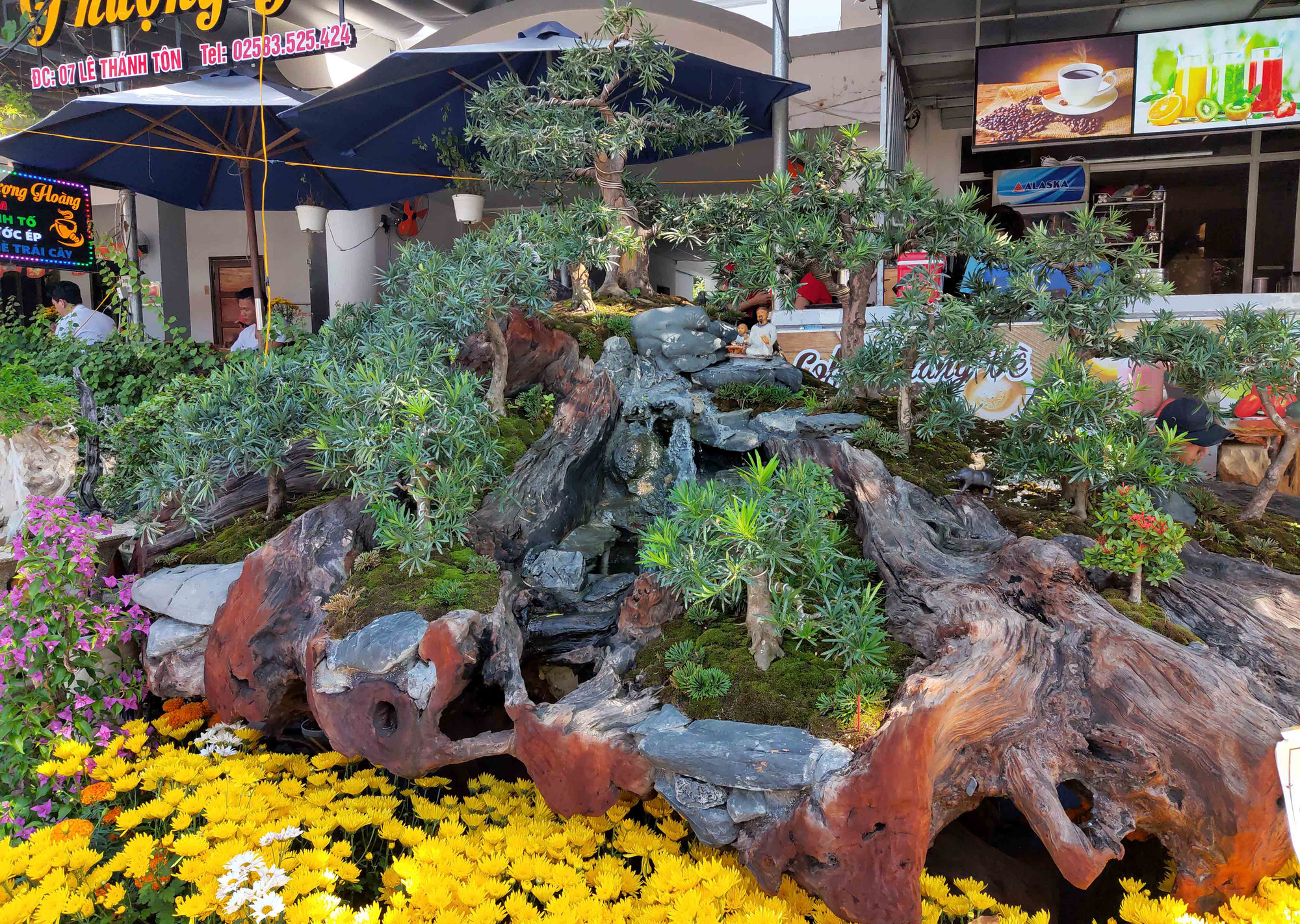 Nha Trang: Bonsai trên gỗ lũa giá trăm triệu xuống phố - Ảnh 1.