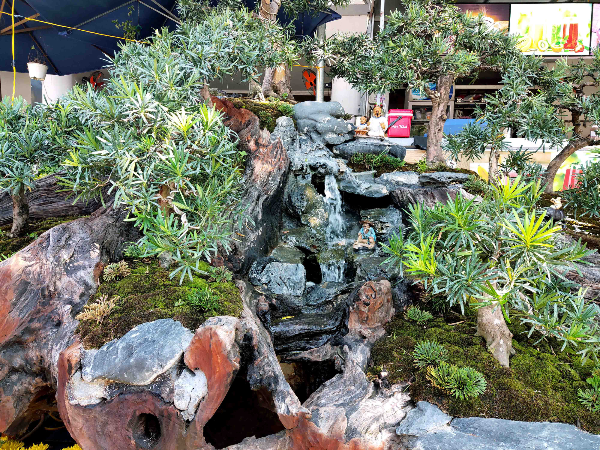 Nha Trang: Bonsai trên gỗ lũa giá trăm triệu xuống phố - Ảnh 2.
