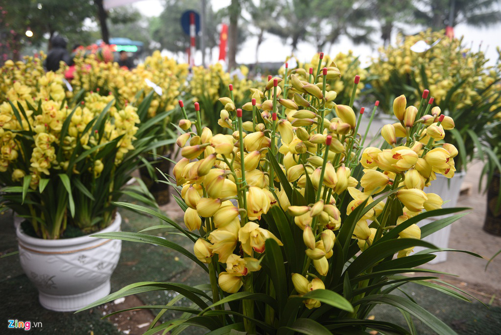 Lan hồ điệp 346 cây, giá 106 triệu cho Tết Canh Tí - Ảnh 10. Lan hồ điệp 346 cây, giá 106 triệu cho Tết Canh Tí - Ảnh 10.