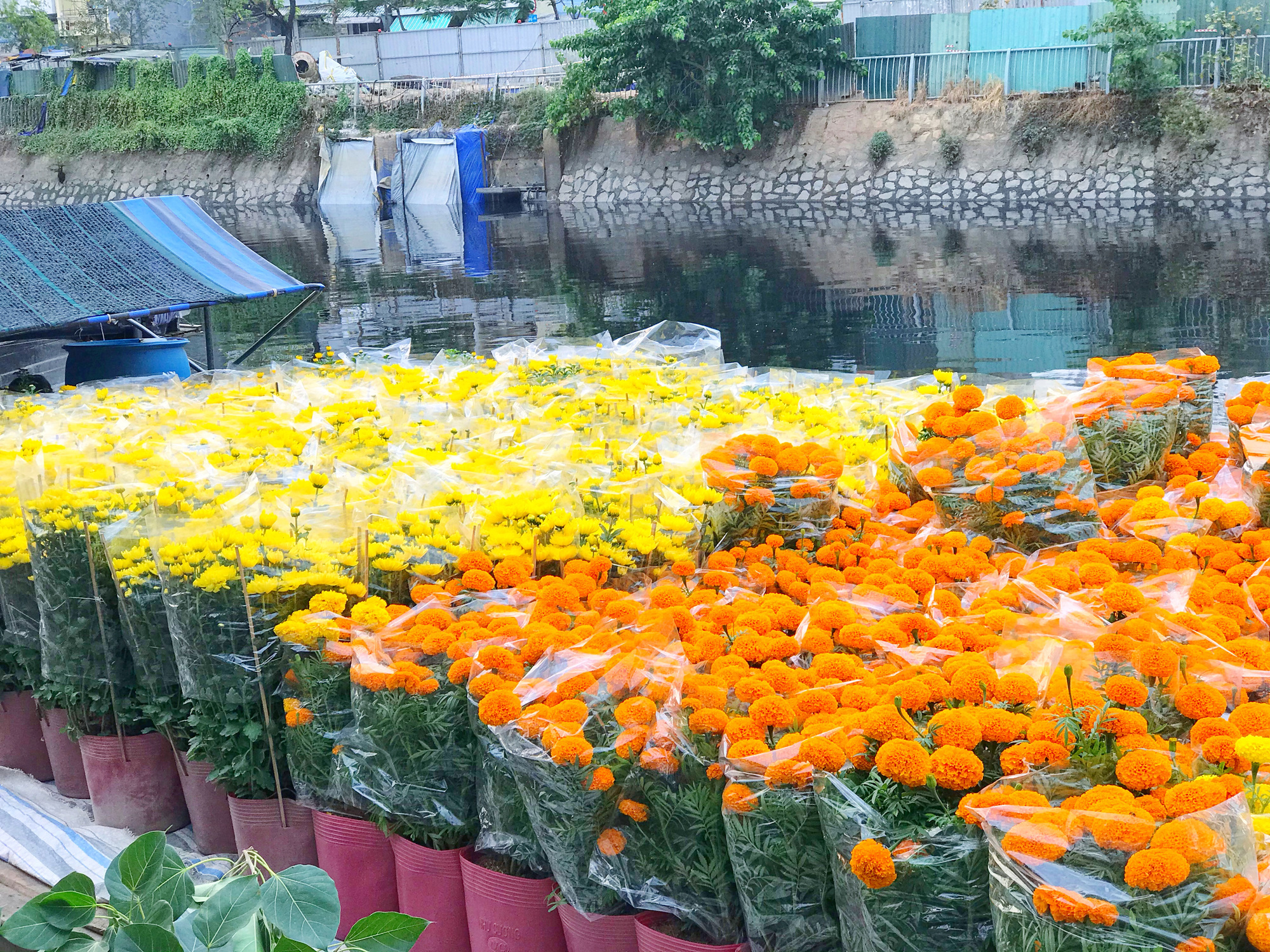 Bến Bình Đông - chợ hoa Tết “trên bến dưới thuyền” độc lạ của người Sài Gòn - Ảnh 10. Bến Bình Đông - chợ hoa Tết “trên bến dưới thuyền” độc lạ của người Sài Gòn - Ảnh 10.