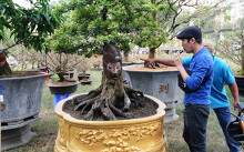 Khó tìm được khách mua, chợ hoa Tết Canh Tí ở Sài Gòn vắng dần những cụ me, cụ khế bạc tỉ