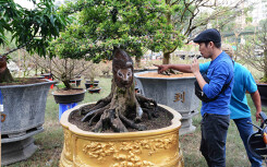 Khó tìm được khách mua, chợ hoa Tết Canh Tí ở Sài Gòn vắng dần những cụ me, cụ khế bạc tỉ