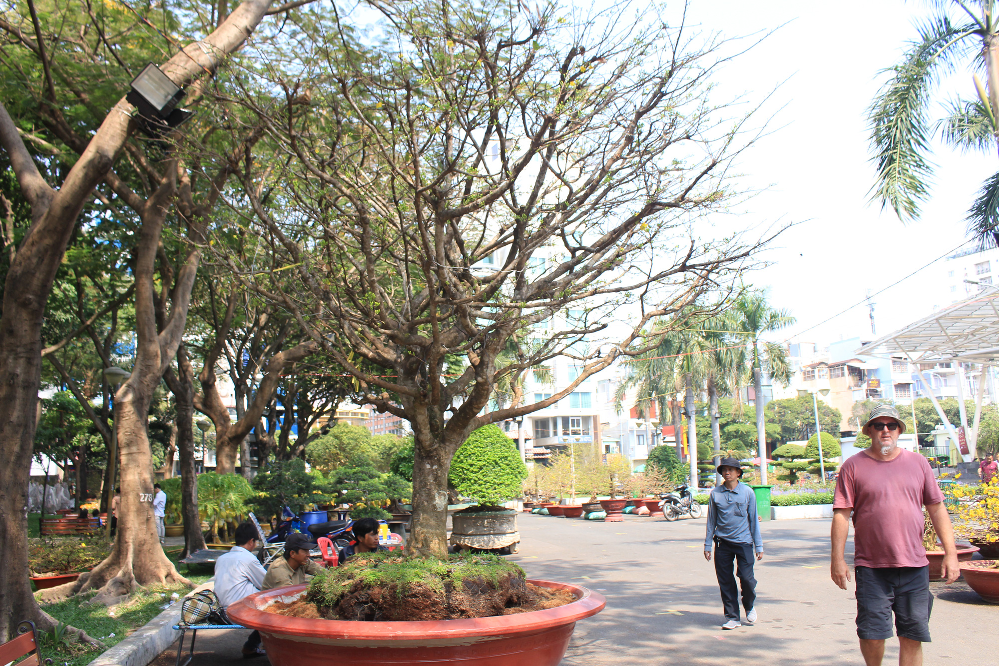 Hết ngược xuôi mang lên lại mang về, cây bạc tỉ vắng bóng tại chợ hoa Tết Sài Gòn - Ảnh 3. Hết ngược xuôi mang lên lại mang về, cây bạc tỉ vắng bóng tại chợ hoa Tết Sài Gòn - Ảnh 3.