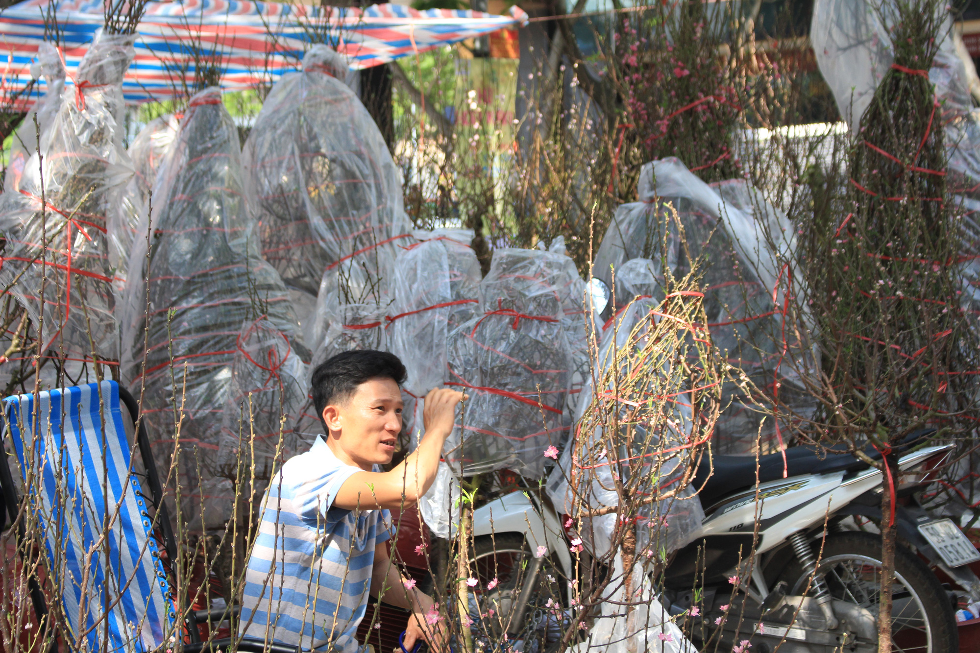 Mai, đào, tắc tiền triệu tại chợ hoa Sài Gòn ngóng người mua, có nhà vườn treo biển đồng giá 100.000 đồng mỗi chậu - Ảnh 7. Mai, đào, tắc tiền triệu tại chợ hoa Sài Gòn ngóng người mua, có nhà vườn treo biển đồng giá 100.000 đồng mỗi chậu - Ảnh 7.