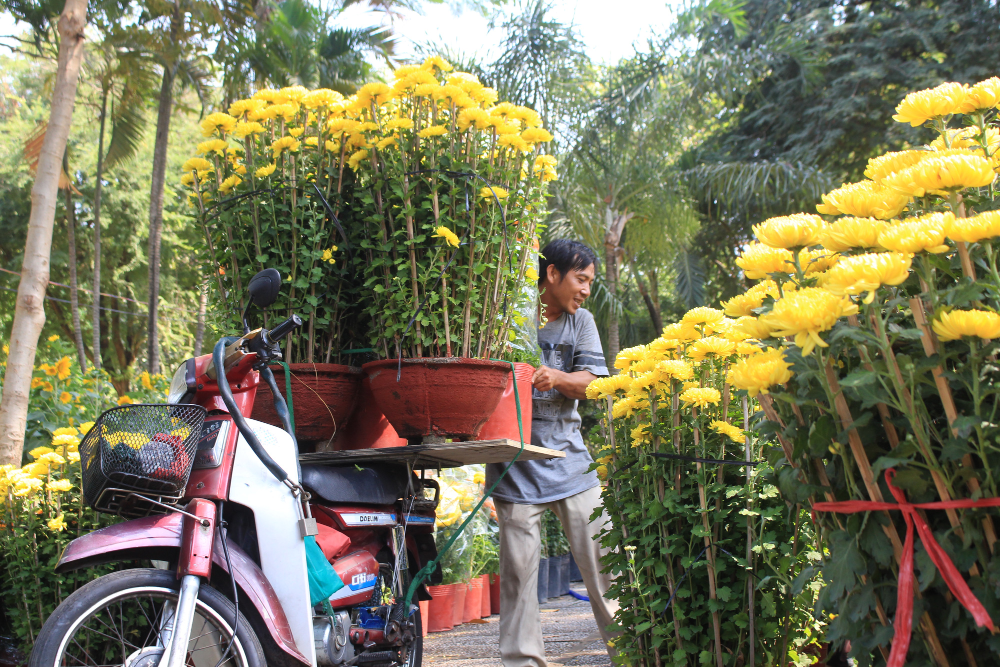 Mai, đào, tắc tiền triệu tại chợ hoa Sài Gòn ngóng người mua, có nhà vườn treo biển đồng giá 100.000 đồng mỗi chậu - Ảnh 14. Mai, đào, tắc tiền triệu tại chợ hoa Sài Gòn ngóng người mua, có nhà vườn treo biển đồng giá 100.000 đồng mỗi chậu - Ảnh 14.
