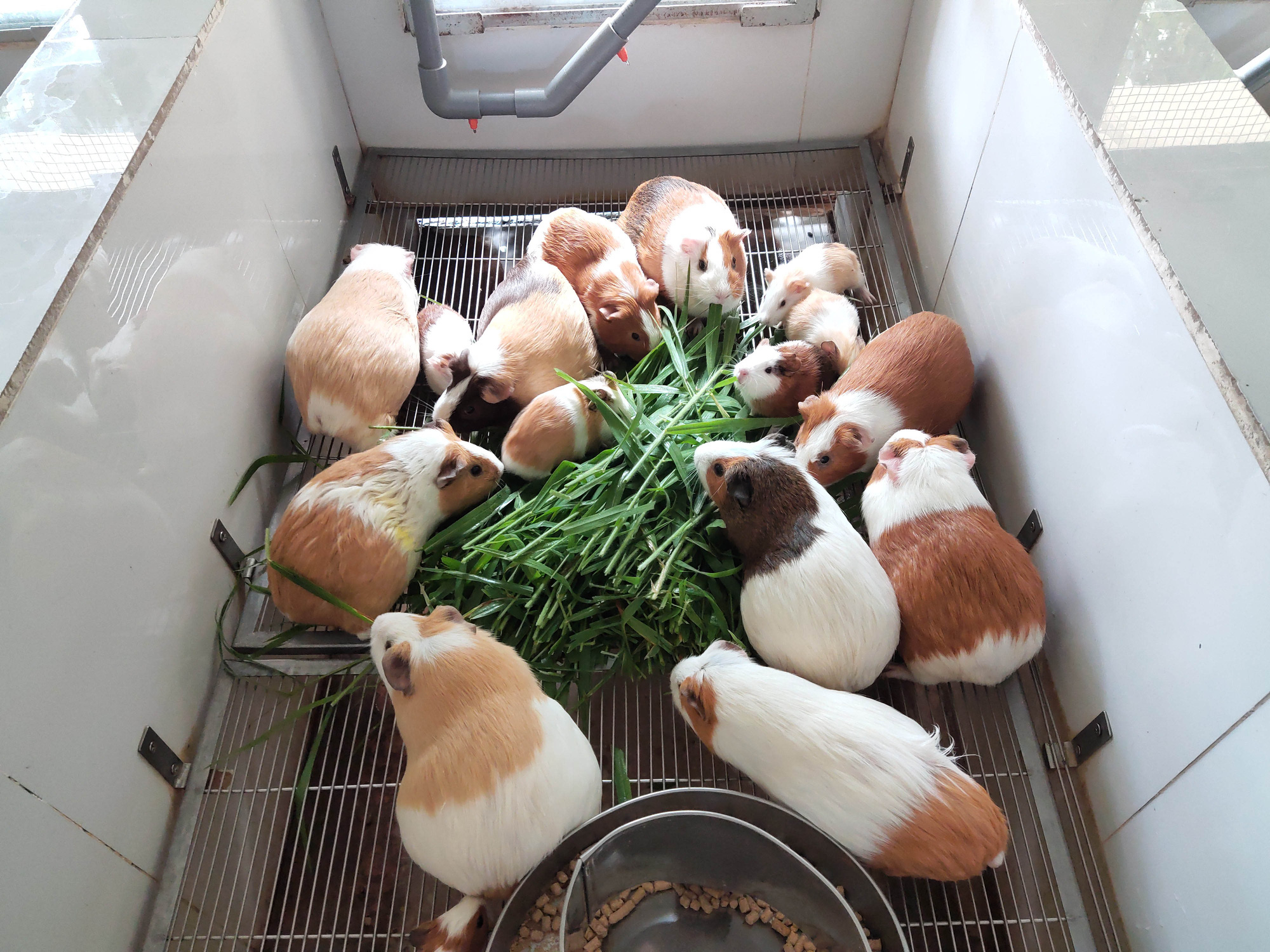 Cận cảnh đàn chuột lớn nhất Đông Nam Á dùng để bào chế vắc xin - Ảnh 6. Cận cảnh đàn chuột lớn nhất Đông Nam Á dùng để bào chế vắc xin - Ảnh 6.