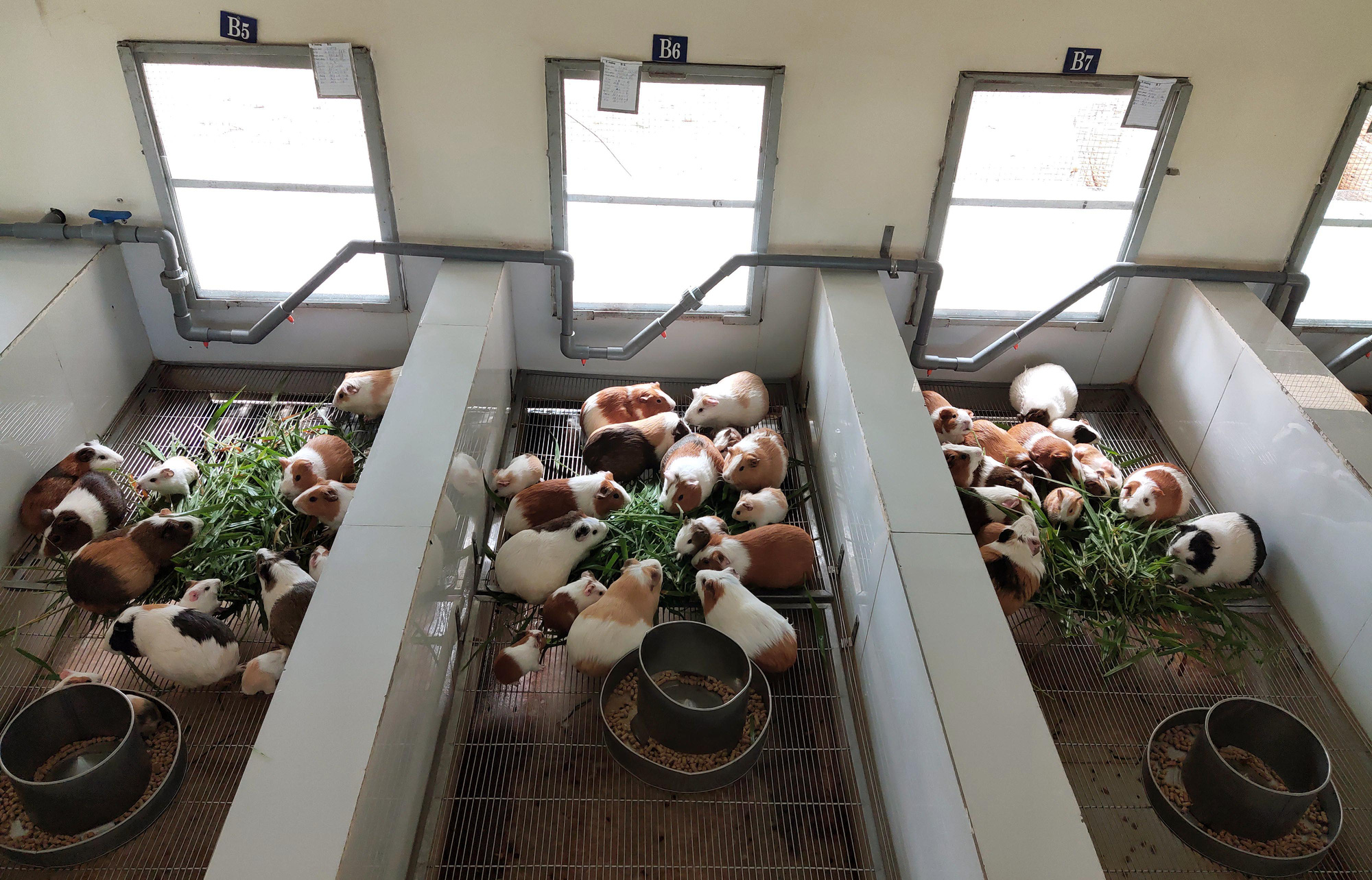 Cận cảnh đàn chuột lớn nhất Đông Nam Á dùng để bào chế vắc xin - Ảnh 3. Cận cảnh đàn chuột lớn nhất Đông Nam Á dùng để bào chế vắc xin - Ảnh 3.