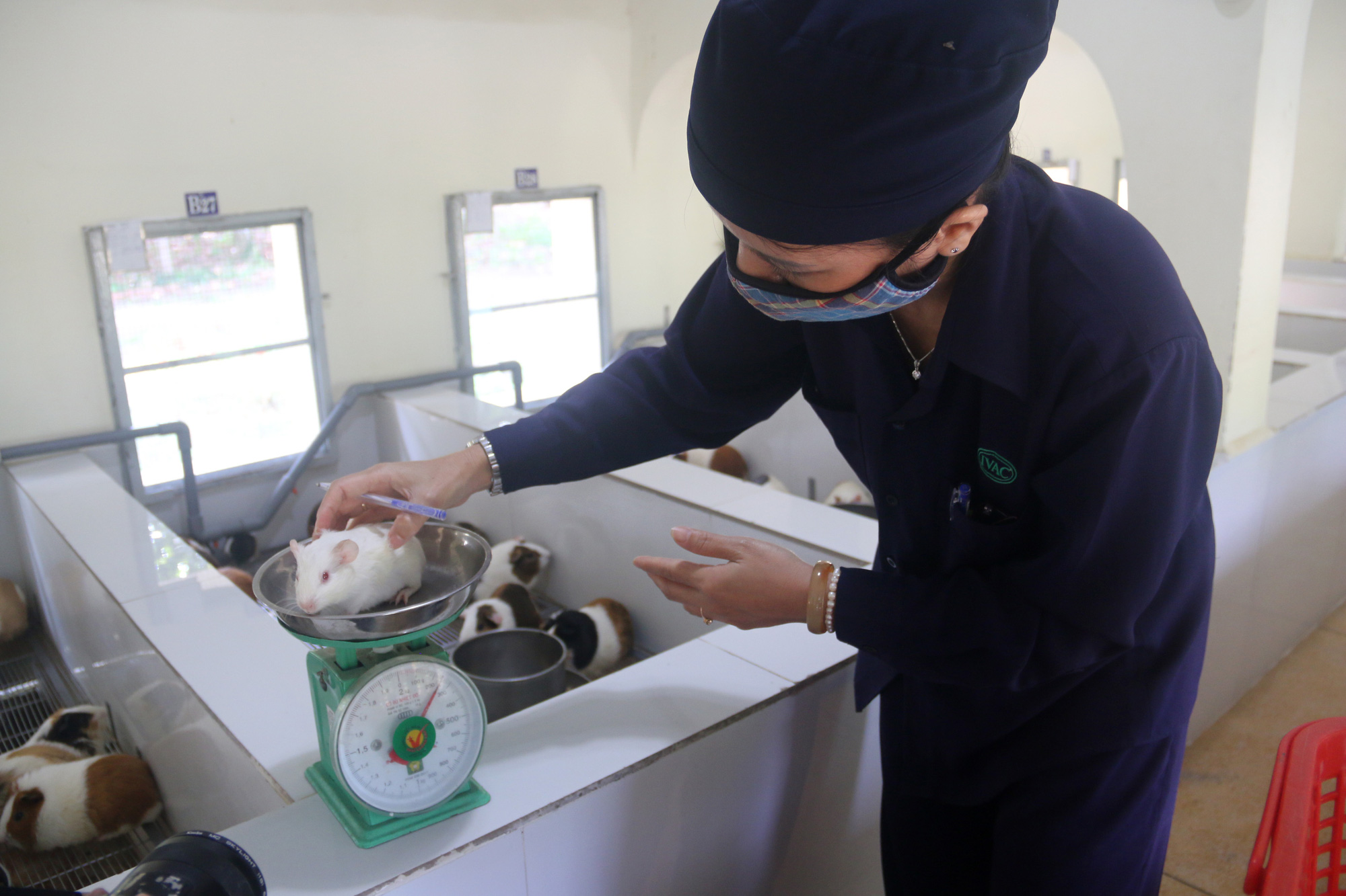 Cận cảnh đàn chuột lớn nhất Đông Nam Á dùng để bào chế vắc xin - Ảnh 7. Cận cảnh đàn chuột lớn nhất Đông Nam Á dùng để bào chế vắc xin - Ảnh 7.