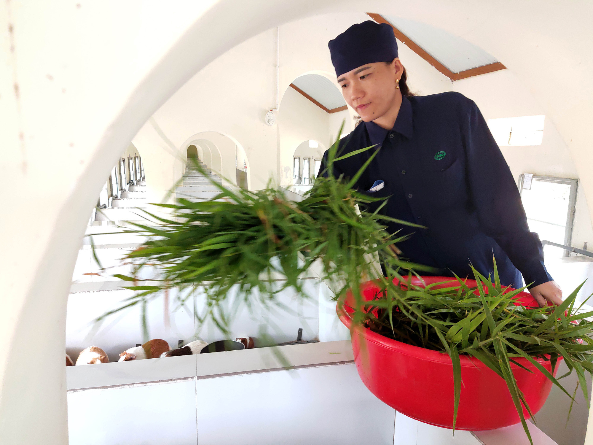 Cận cảnh đàn chuột lớn nhất Đông Nam Á dùng để bào chế vắc xin - Ảnh 5. Cận cảnh đàn chuột lớn nhất Đông Nam Á dùng để bào chế vắc xin - Ảnh 5.