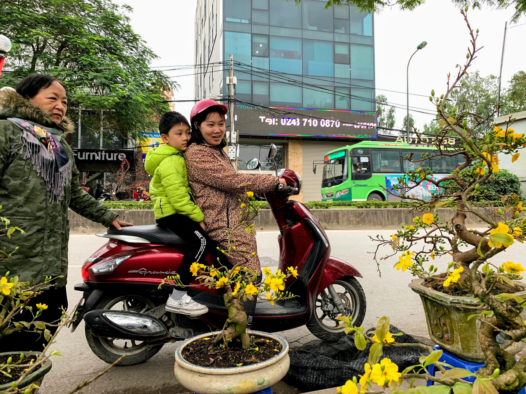 Mai vàng miền Nam khoe sắc trên đường phố Hà Nội, giá chục triệu phục vụ đại gia thưởng Tết - Ảnh 4. Mai vàng miền Nam khoe sắc trên đường phố Hà Nội, giá chục triệu phục vụ đại gia thưởng Tết - Ảnh 4.