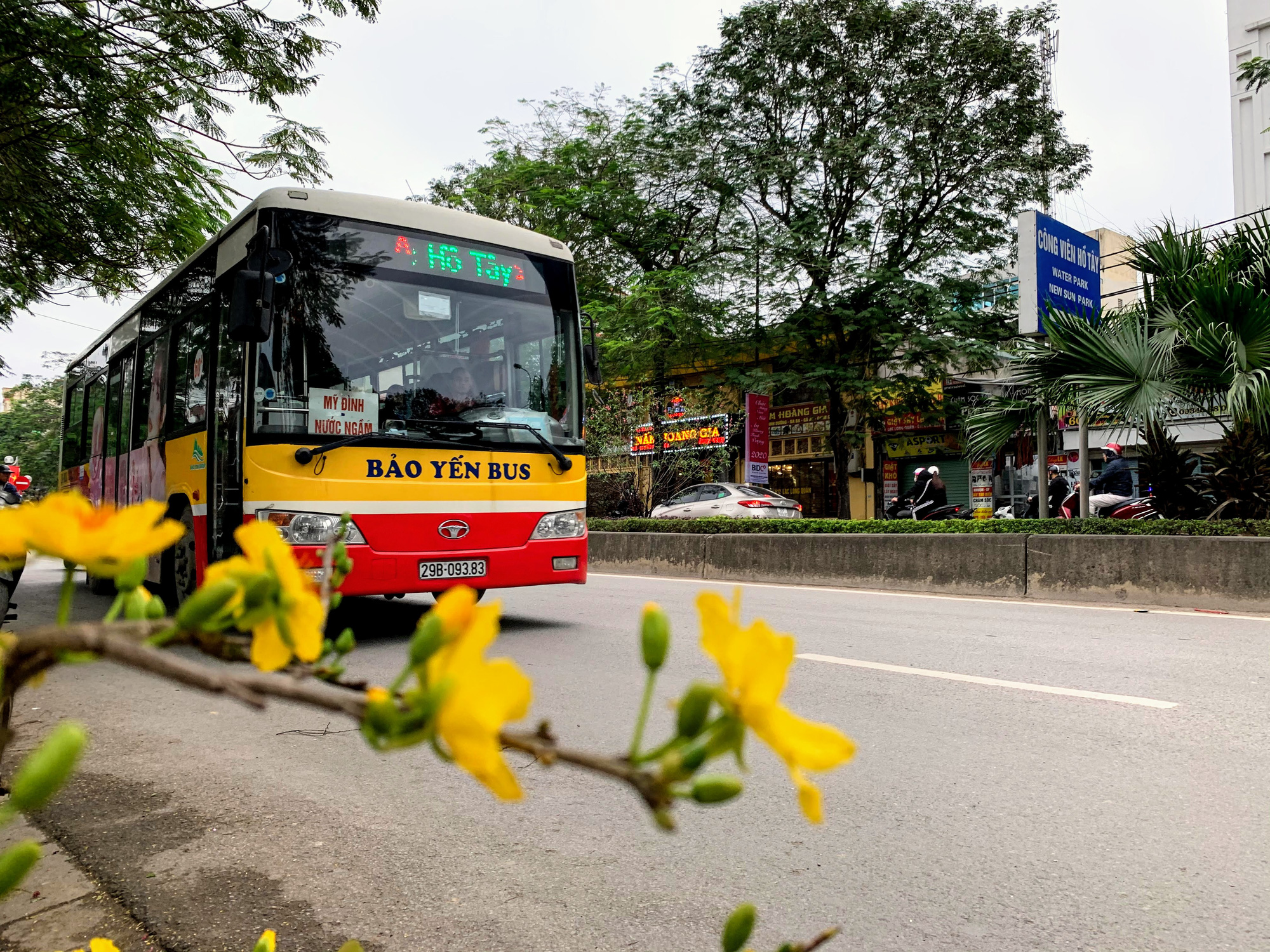 Mai vàng miền Nam khoe sắc trên đường phố Hà Nội, giá chục triệu phục vụ đại gia thưởng Tết - Ảnh 1. Mai vàng miền Nam khoe sắc trên đường phố Hà Nội, giá chục triệu phục vụ đại gia thưởng Tết - Ảnh 1.