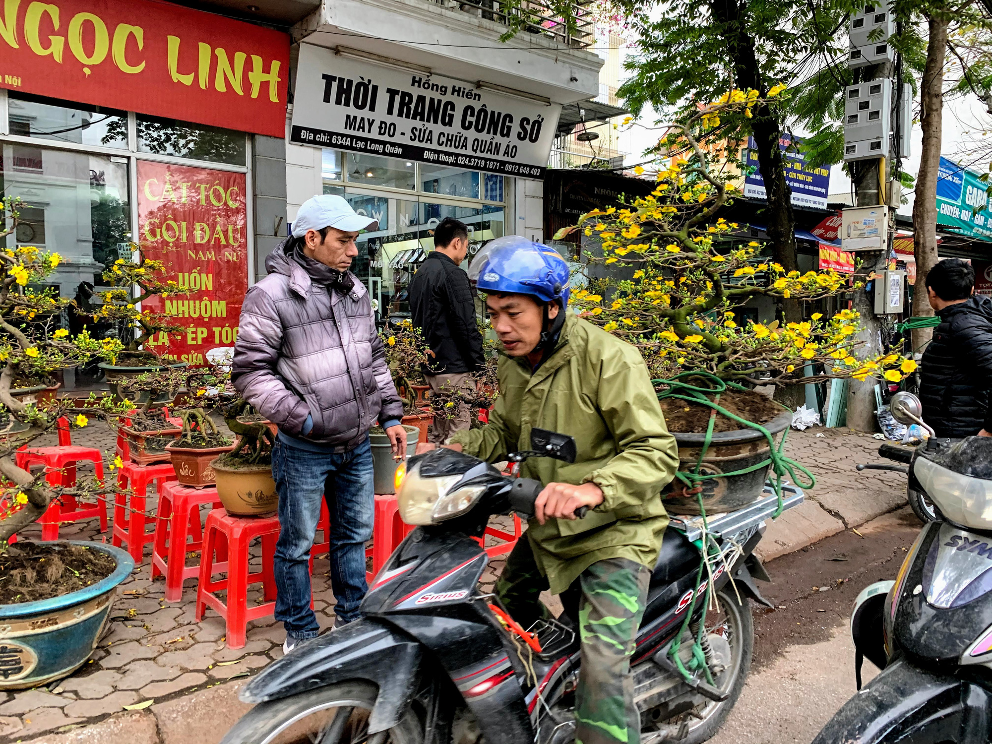 Mai vàng miền Nam khoe sắc trên đường phố Hà Nội, giá chục triệu phục vụ đại gia thưởng Tết - Ảnh 19. Mai vàng miền Nam khoe sắc trên đường phố Hà Nội, giá chục triệu phục vụ đại gia thưởng Tết - Ảnh 19.