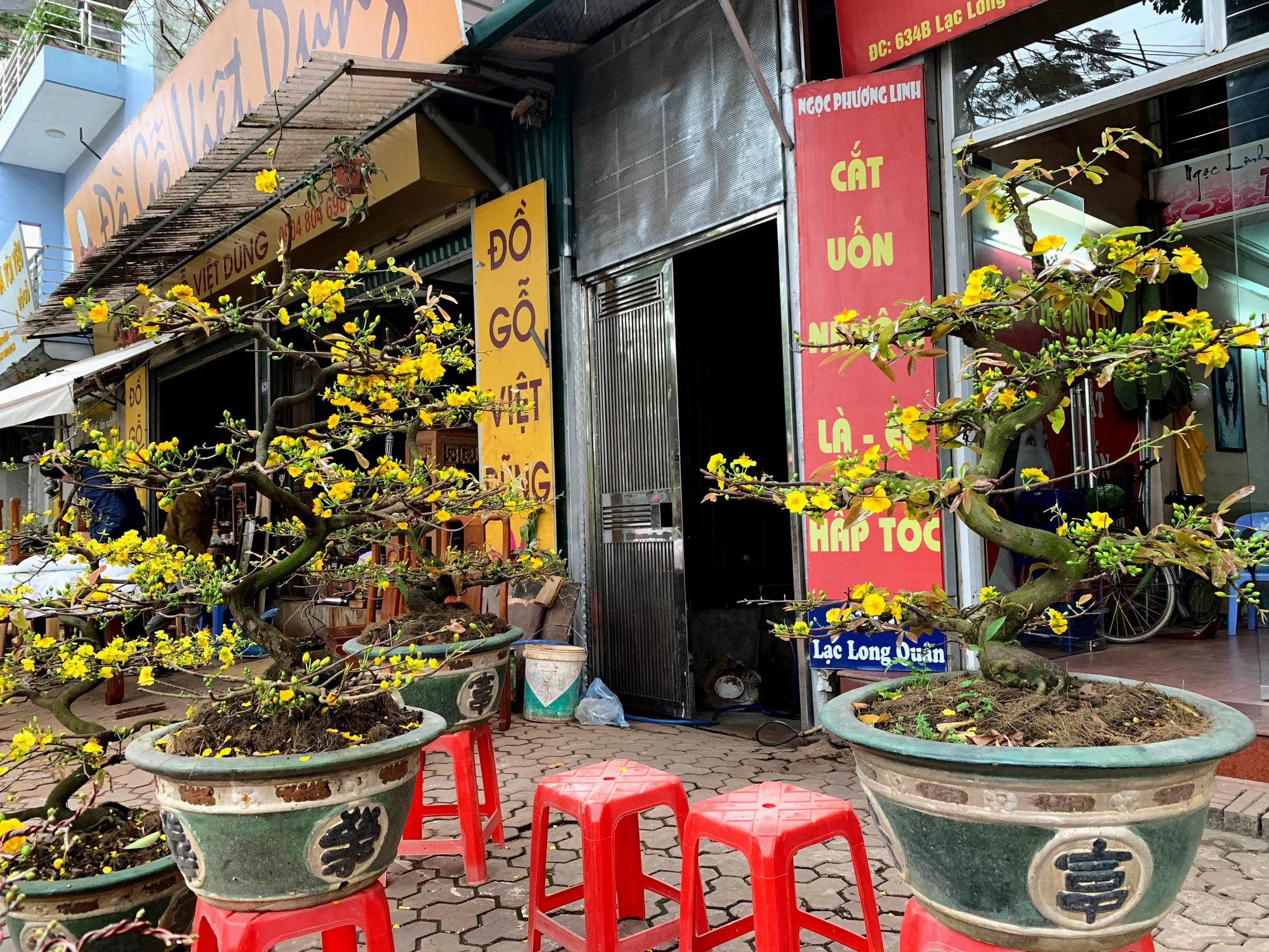 Mai vàng miền Nam khoe sắc trên đường phố Hà Nội, giá chục triệu phục vụ đại gia thưởng Tết - Ảnh 18. Mai vàng miền Nam khoe sắc trên đường phố Hà Nội, giá chục triệu phục vụ đại gia thưởng Tết - Ảnh 18.