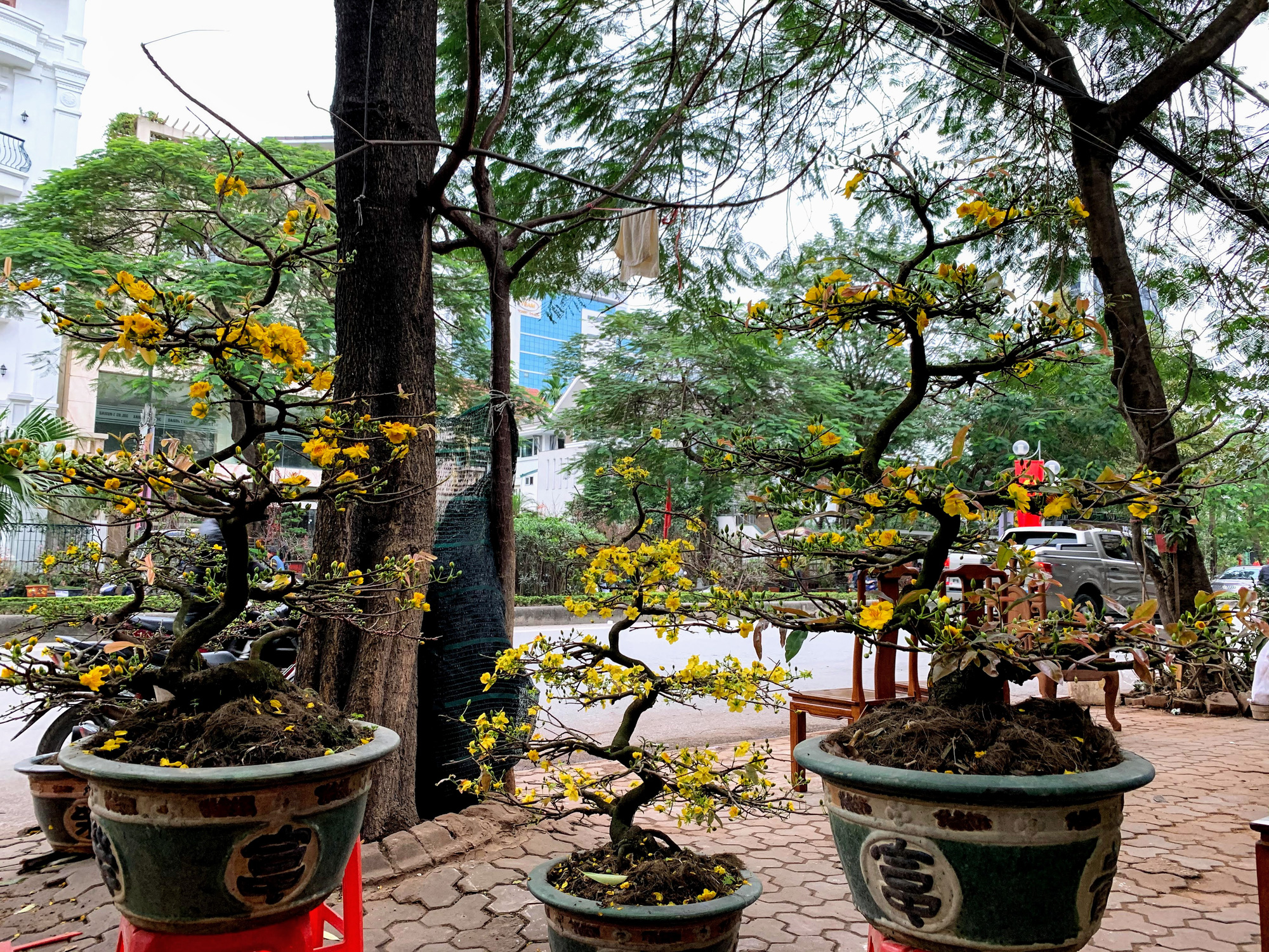 Mai vàng miền Nam khoe sắc trên đường phố Hà Nội, giá chục triệu phục vụ đại gia thưởng Tết - Ảnh 6. Mai vàng miền Nam khoe sắc trên đường phố Hà Nội, giá chục triệu phục vụ đại gia thưởng Tết - Ảnh 6.