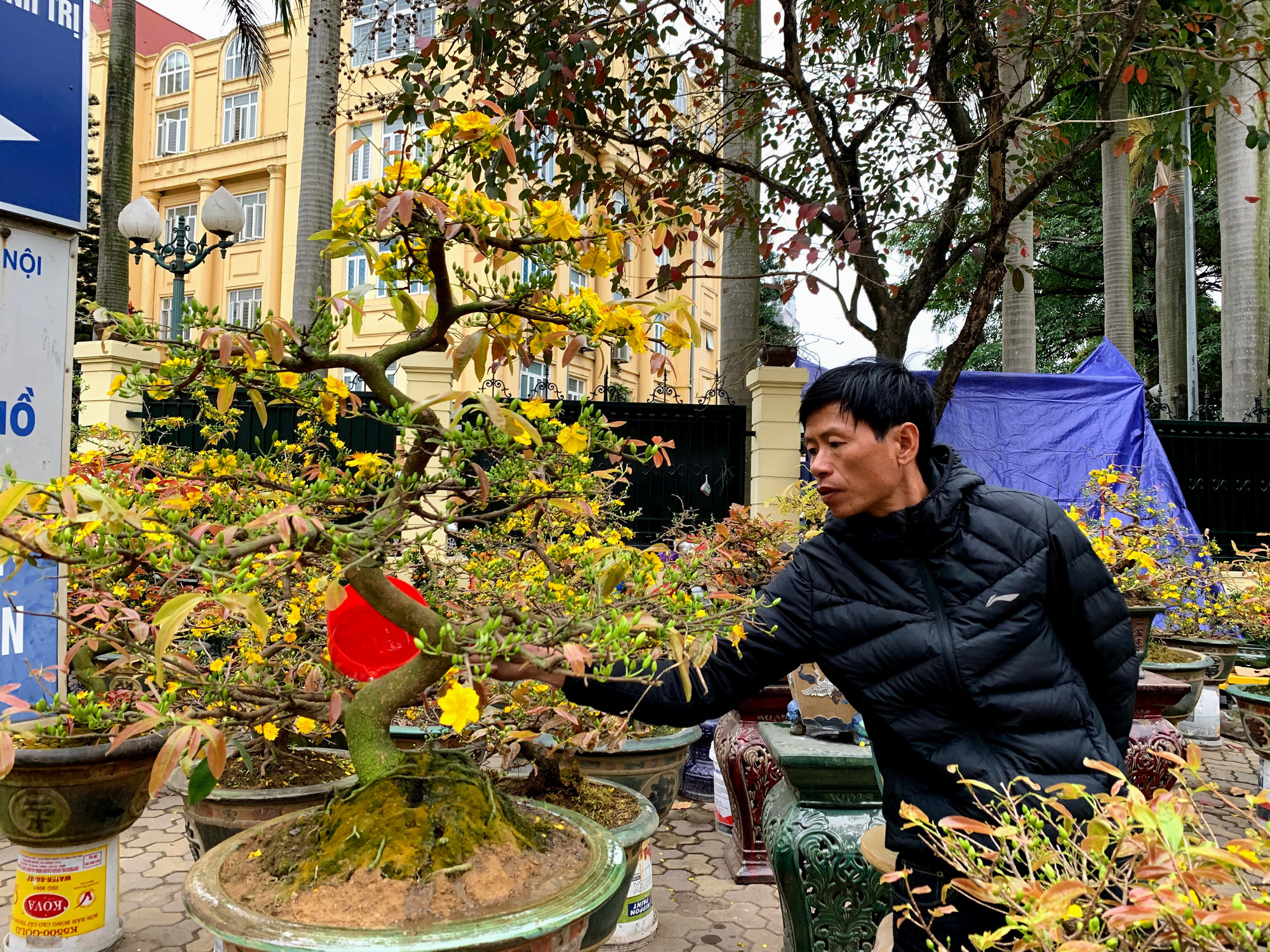 Mai vàng miền Nam khoe sắc trên đường phố Hà Nội, giá chục triệu phục vụ đại gia thưởng Tết - Ảnh 16. Mai vàng miền Nam khoe sắc trên đường phố Hà Nội, giá chục triệu phục vụ đại gia thưởng Tết - Ảnh 16.