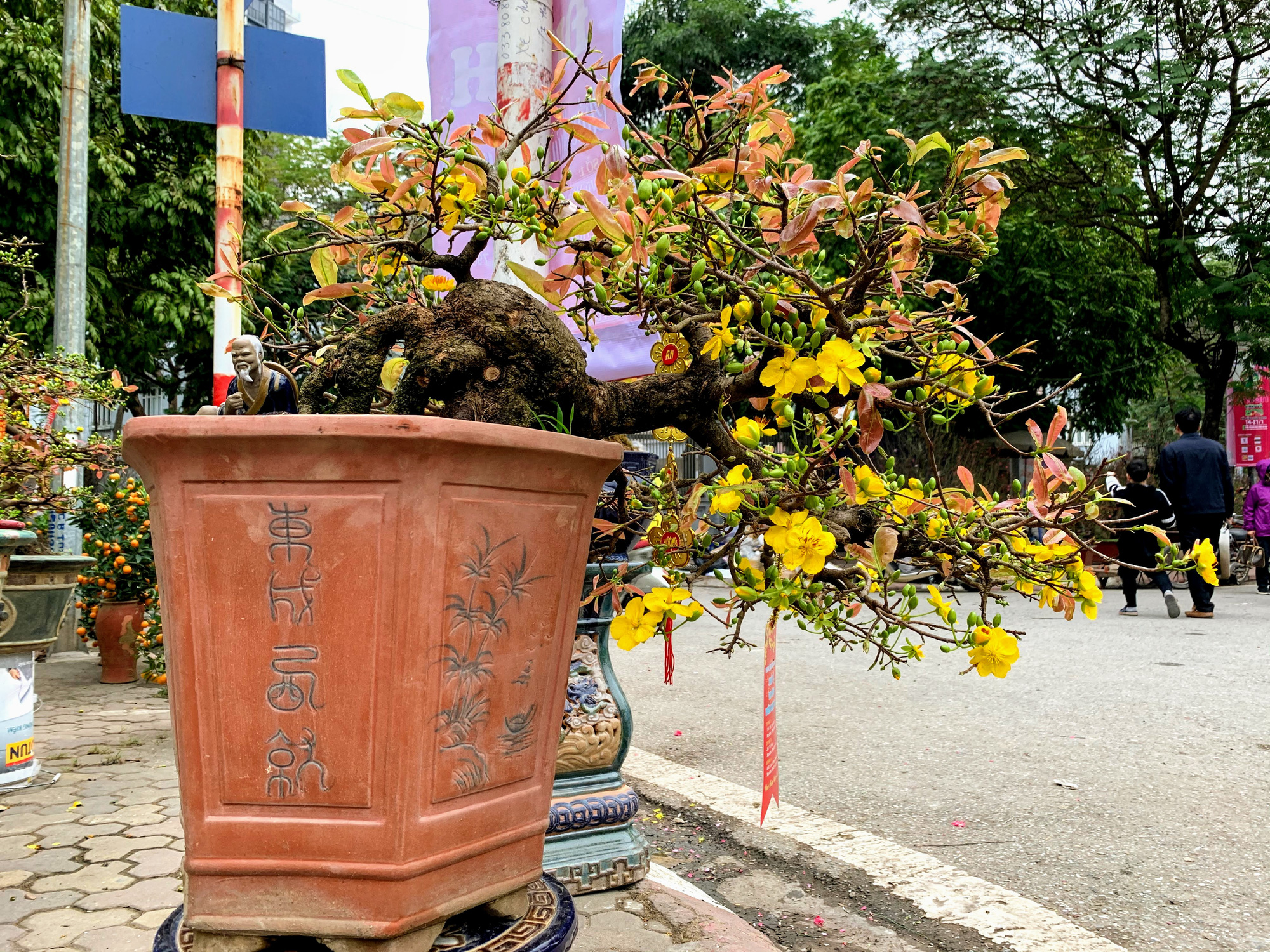 Mai vàng miền Nam khoe sắc trên đường phố Hà Nội, giá chục triệu phục vụ đại gia thưởng Tết - Ảnh 10. Mai vàng miền Nam khoe sắc trên đường phố Hà Nội, giá chục triệu phục vụ đại gia thưởng Tết - Ảnh 10.