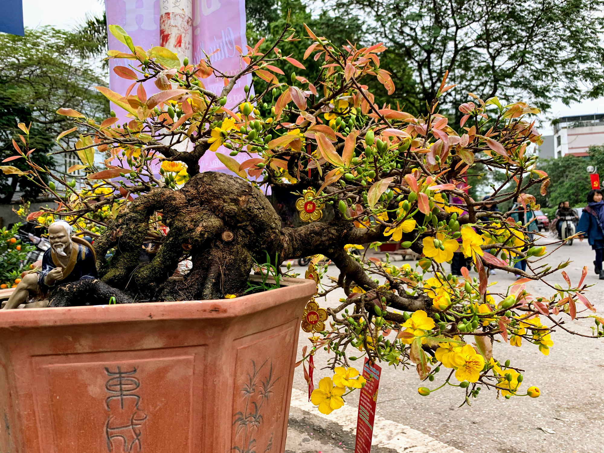 Mai vàng miền Nam khoe sắc trên đường phố Hà Nội, giá chục triệu phục vụ đại gia thưởng Tết - Ảnh 11. Mai vàng miền Nam khoe sắc trên đường phố Hà Nội, giá chục triệu phục vụ đại gia thưởng Tết - Ảnh 11.