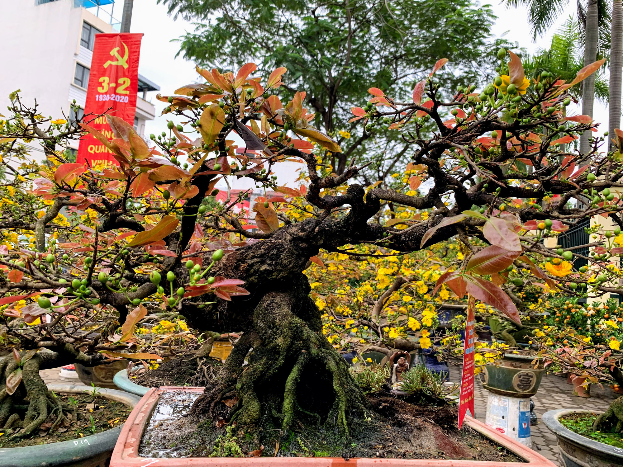 Mai vàng miền Nam khoe sắc trên đường phố Hà Nội, giá chục triệu phục vụ đại gia thưởng Tết - Ảnh 8. Mai vàng miền Nam khoe sắc trên đường phố Hà Nội, giá chục triệu phục vụ đại gia thưởng Tết - Ảnh 8.