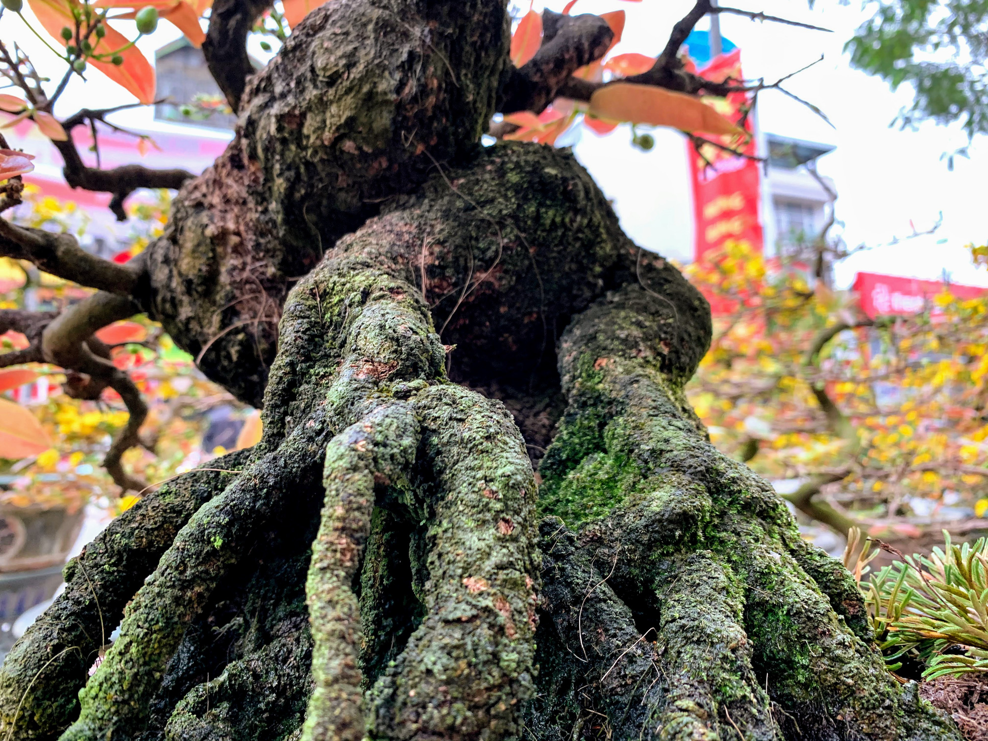 Mai vàng miền Nam khoe sắc trên đường phố Hà Nội, giá chục triệu phục vụ đại gia thưởng Tết - Ảnh 9. Mai vàng miền Nam khoe sắc trên đường phố Hà Nội, giá chục triệu phục vụ đại gia thưởng Tết - Ảnh 9.