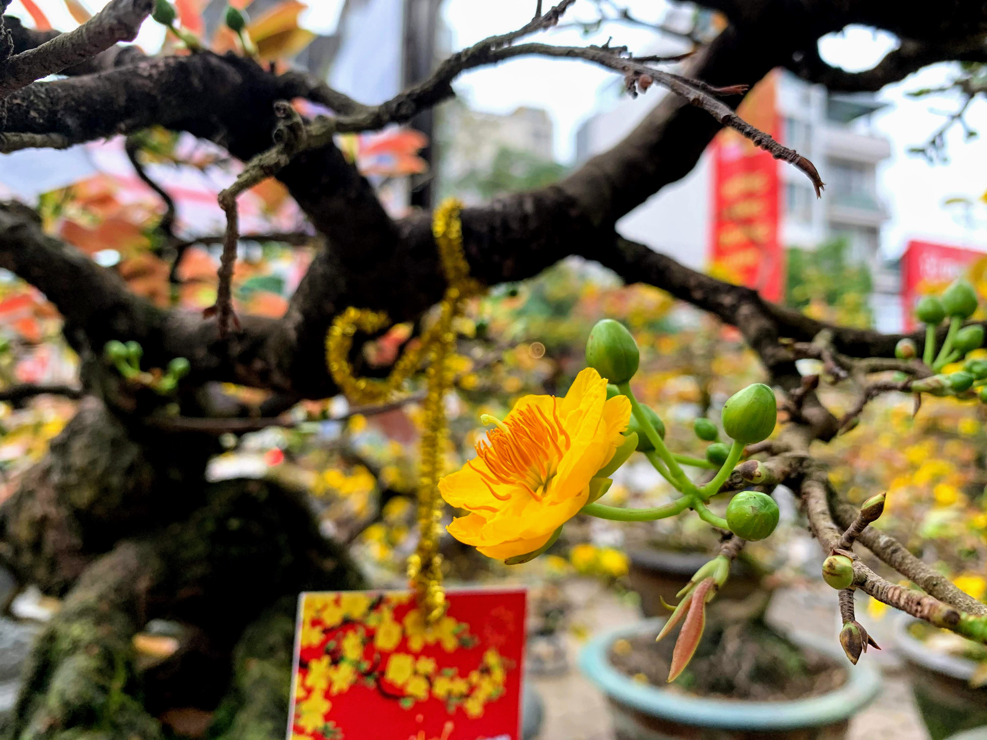 Mai vàng miền Nam khoe sắc trên đường phố Hà Nội, giá chục triệu phục vụ đại gia thưởng Tết - Ảnh 13. Mai vàng miền Nam khoe sắc trên đường phố Hà Nội, giá chục triệu phục vụ đại gia thưởng Tết - Ảnh 13.