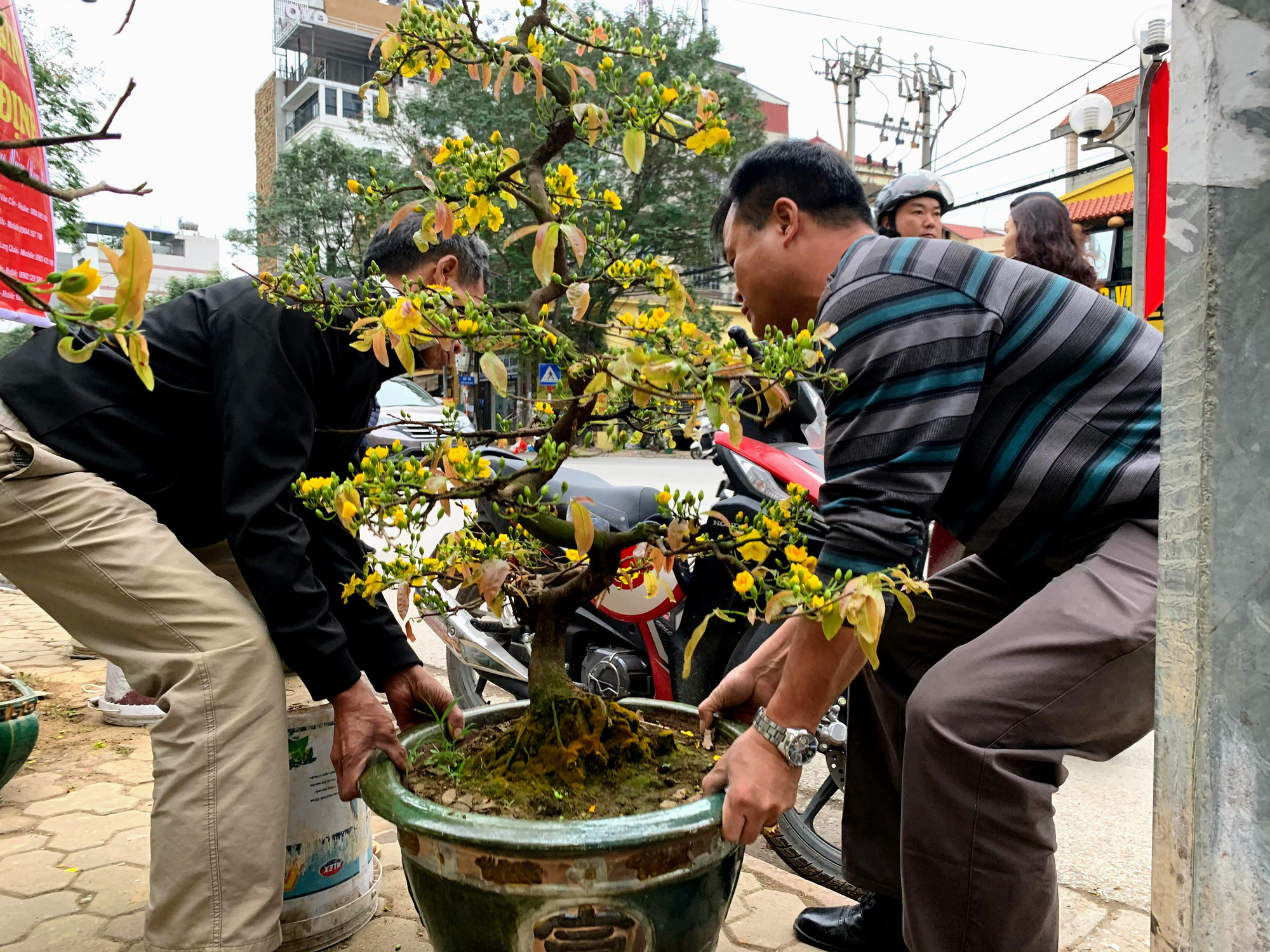 Mai vàng miền Nam khoe sắc trên đường phố Hà Nội, giá chục triệu phục vụ đại gia thưởng Tết - Ảnh 2. Mai vàng miền Nam khoe sắc trên đường phố Hà Nội, giá chục triệu phục vụ đại gia thưởng Tết - Ảnh 2.