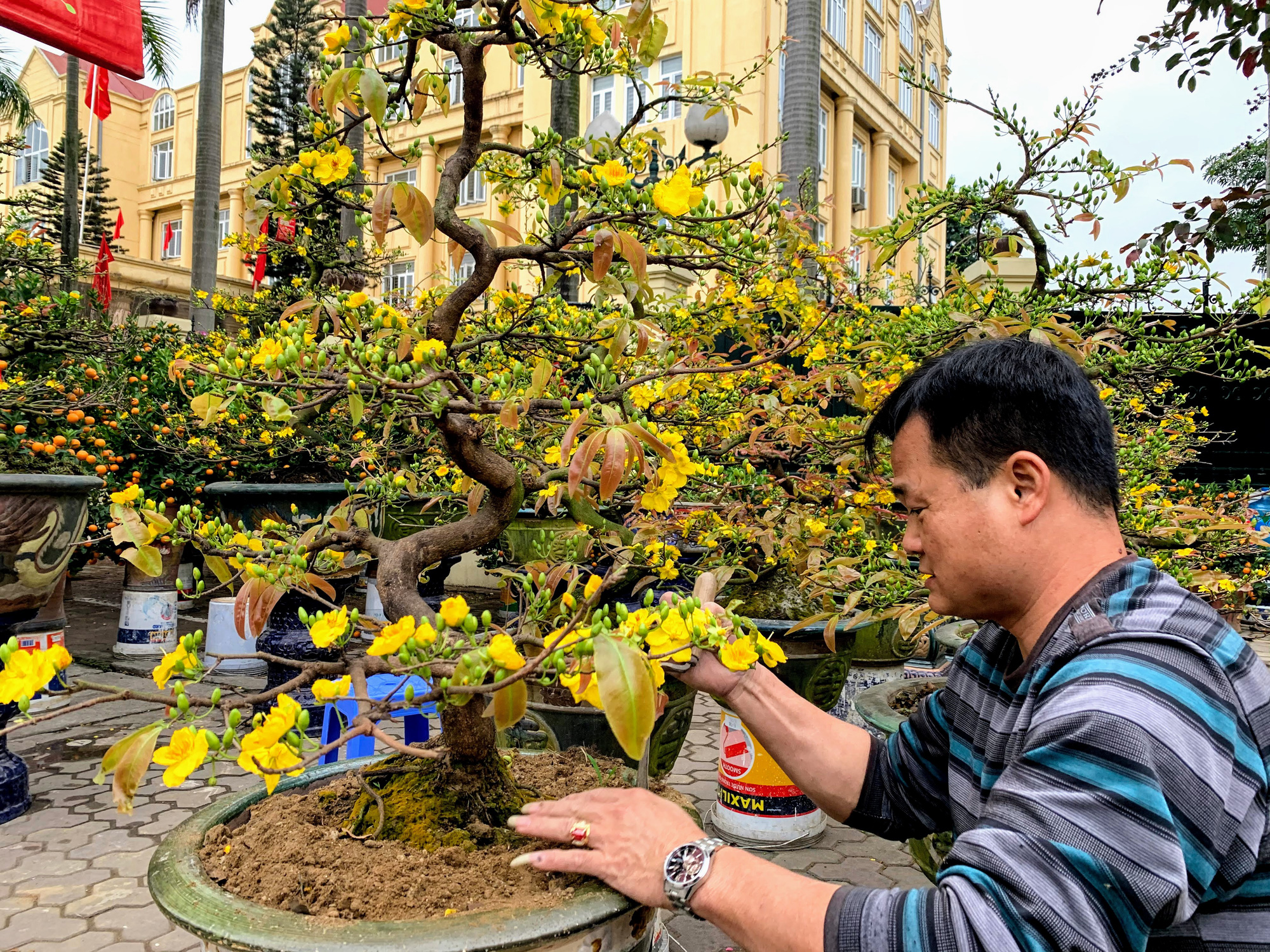 Mai vàng miền Nam khoe sắc trên đường phố Hà Nội, giá chục triệu phục vụ đại gia thưởng Tết - Ảnh 14. Mai vàng miền Nam khoe sắc trên đường phố Hà Nội, giá chục triệu phục vụ đại gia thưởng Tết - Ảnh 14.